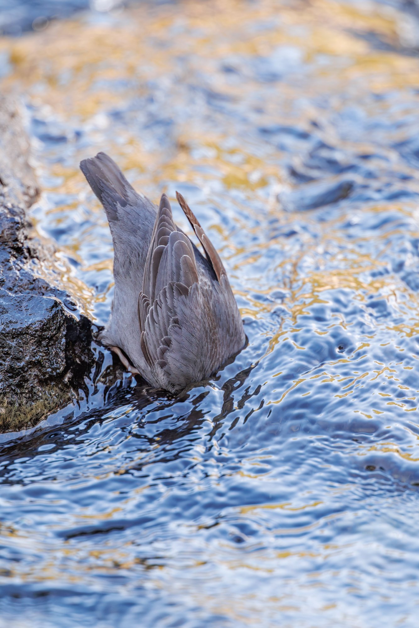 Lehardy rapids-yellowstone_american_dipper.jpg