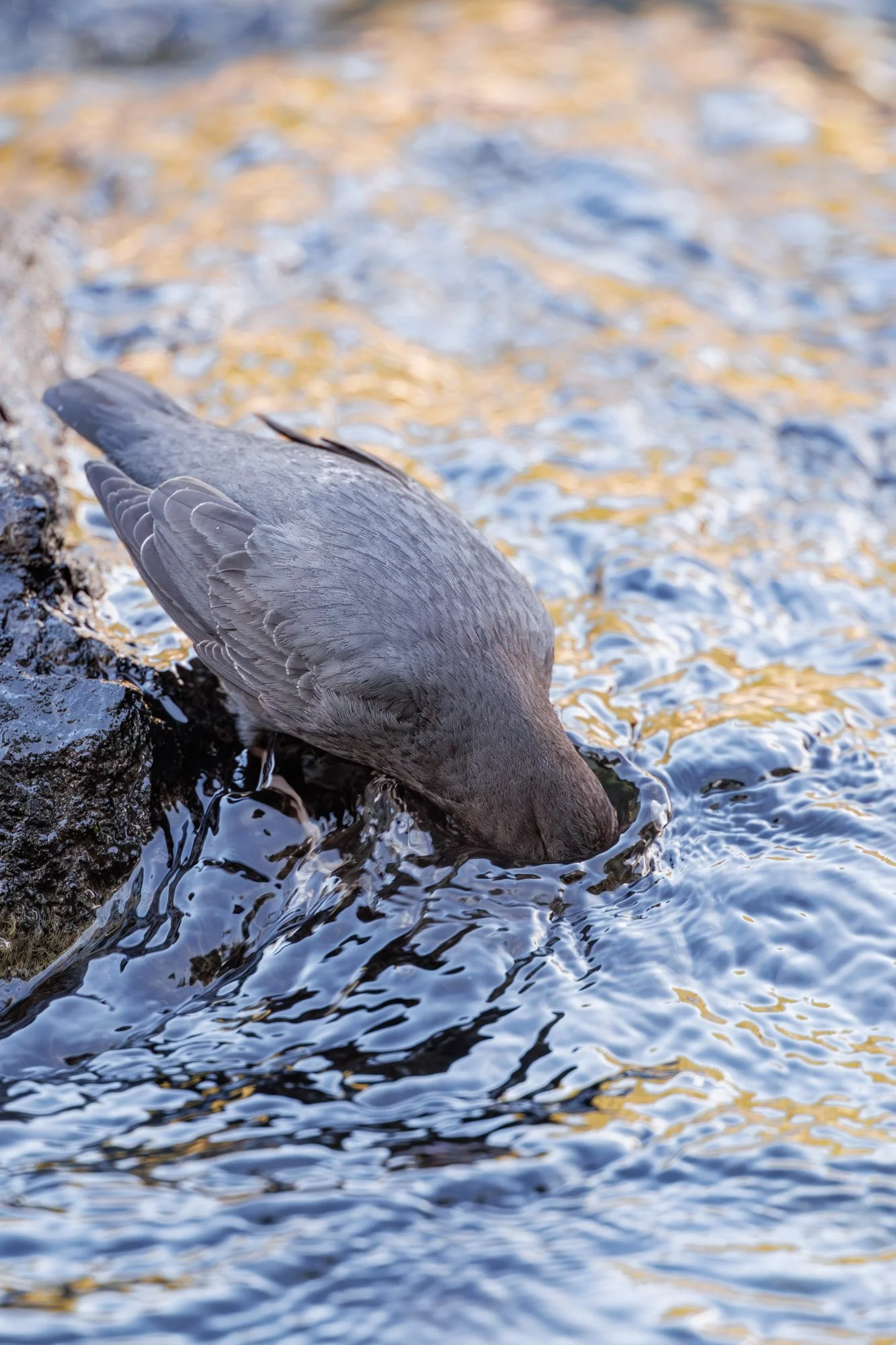 Lehardy_rapids_american_dipper_underwater.jpg