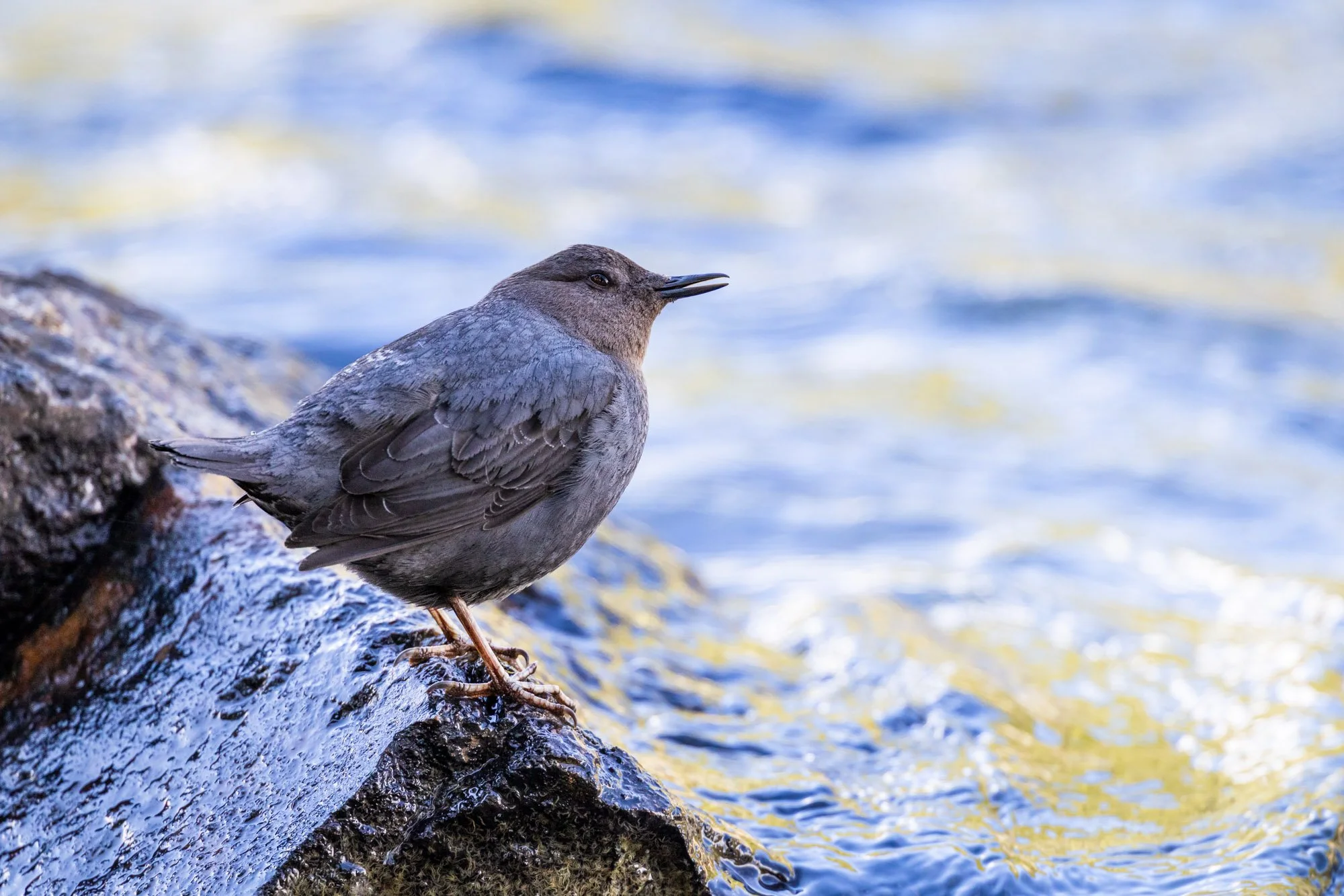 Lehardy rapids_american_dipper.jpg