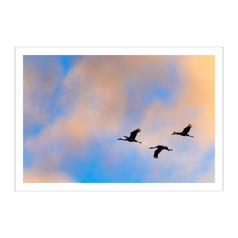 Three Sandhill Cranes in flight, silhouetted against a brilliant sky filled with soft, textured clouds illuminated in shades of pastel blue, pink, and gold at sunset.