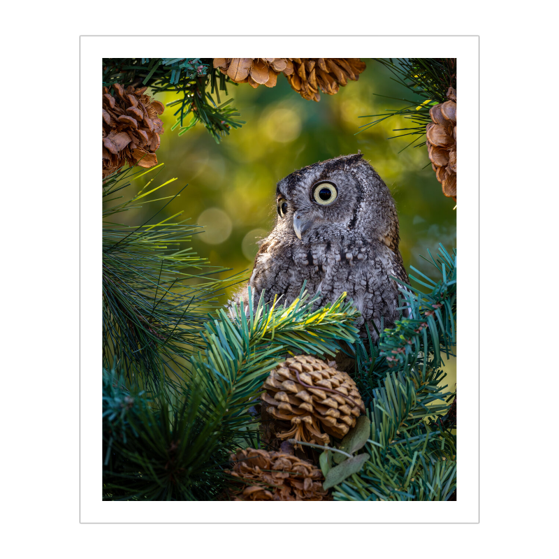 Limited Seasonal Release - Yuletide Owl