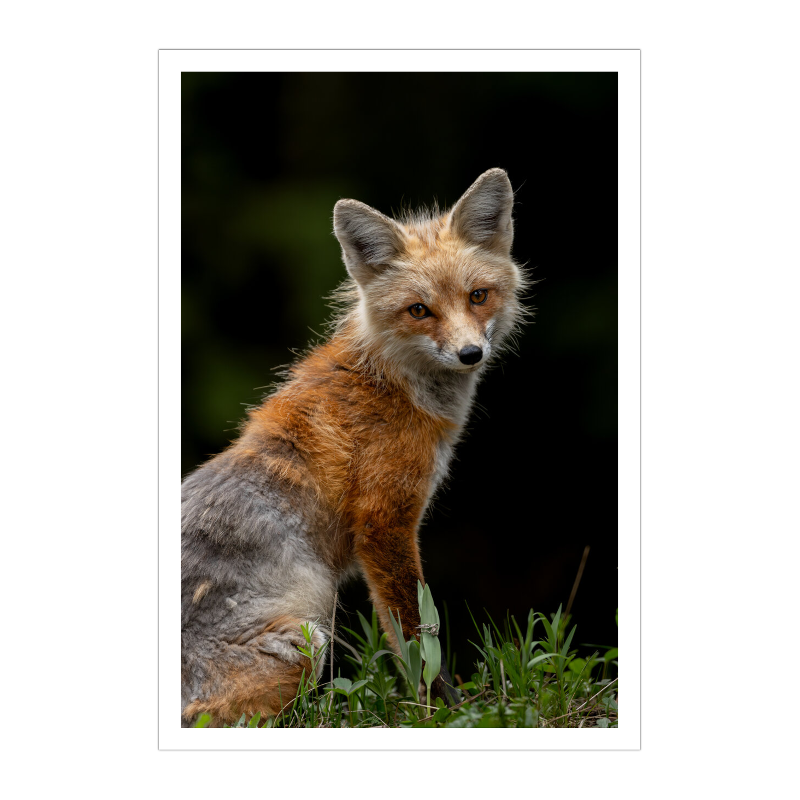 Matriarch of the Copper Woods