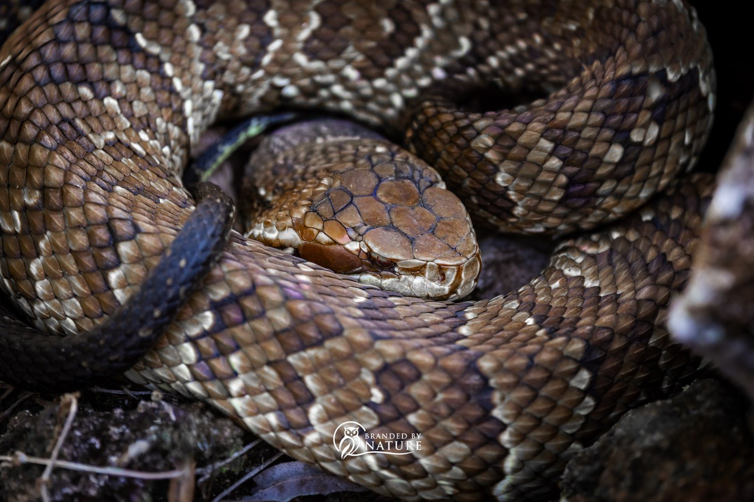 Cottonmouth