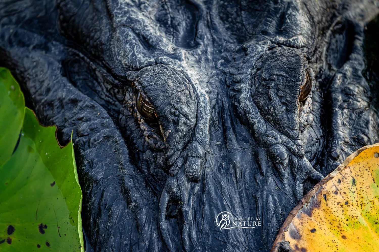 American Alligator