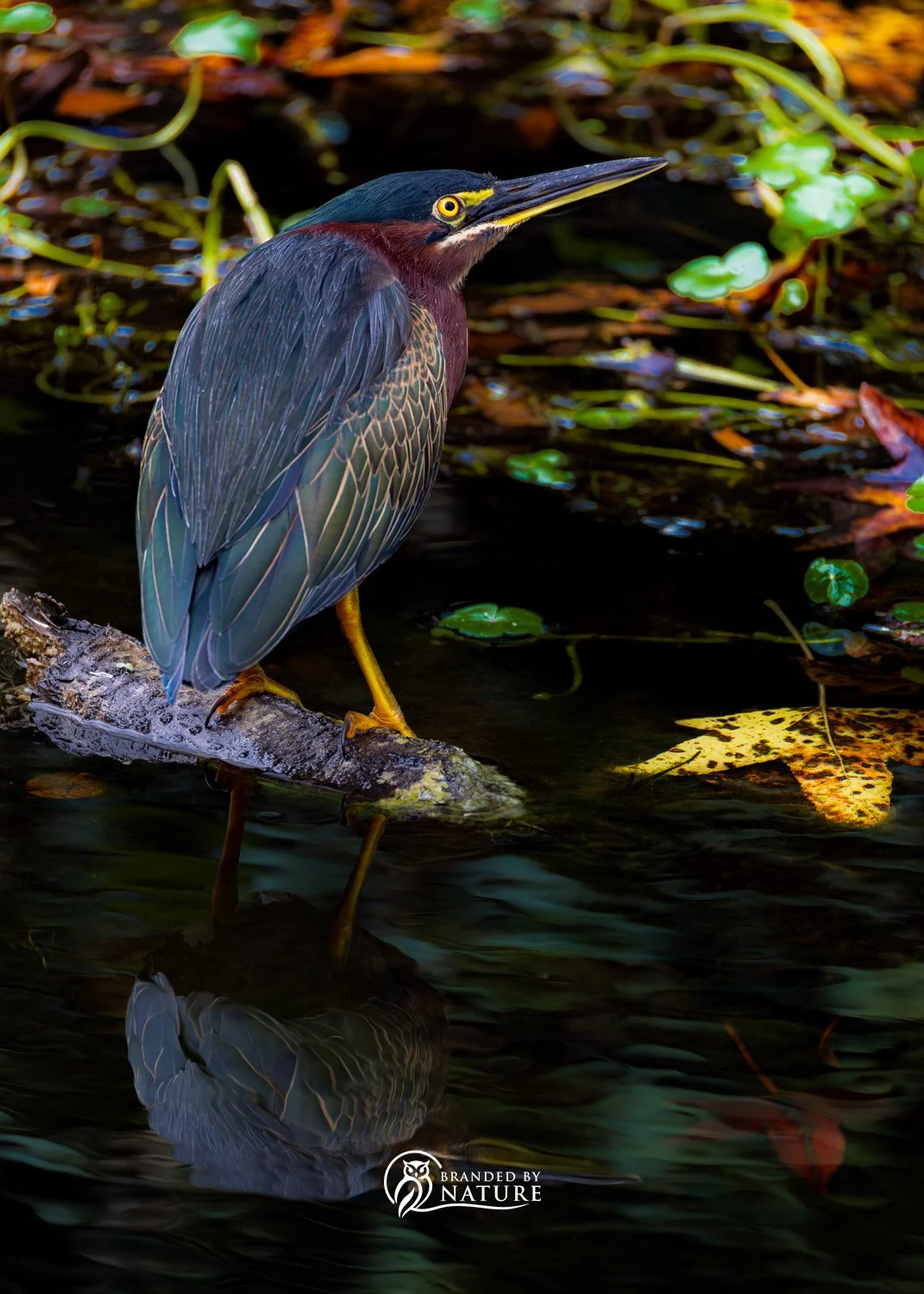 Green Heron