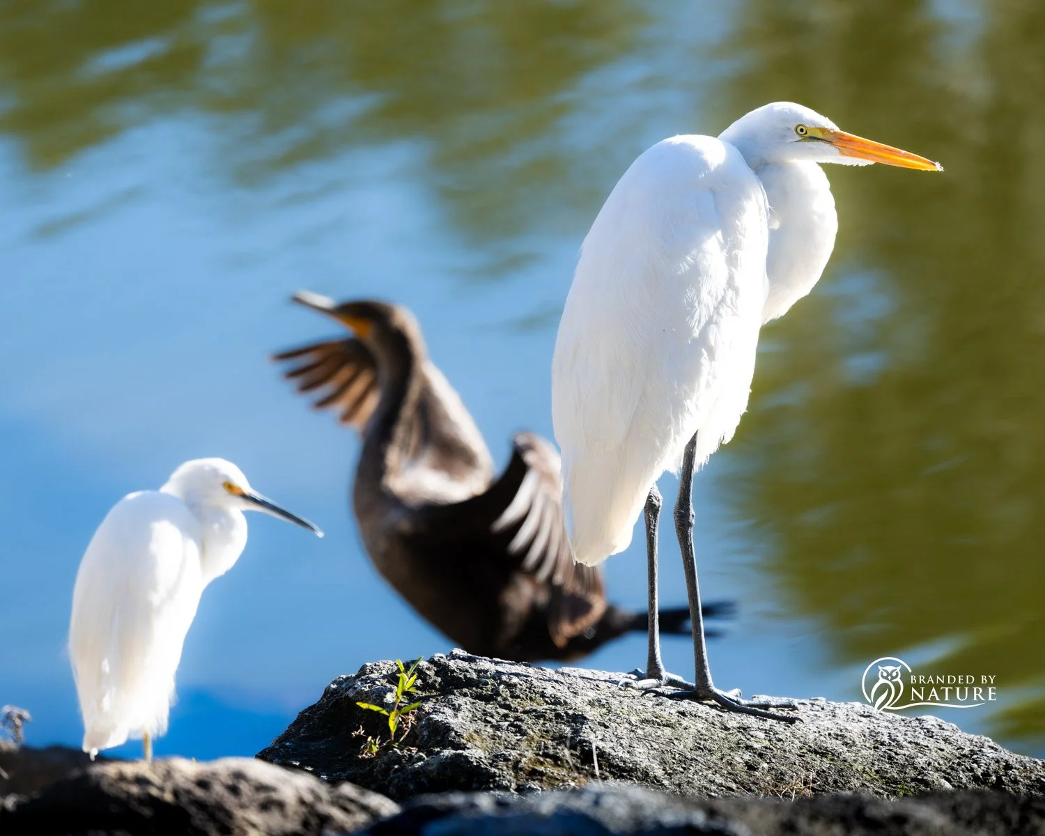 Great Egret, Snowy Egret, and Double Crested Cormorant