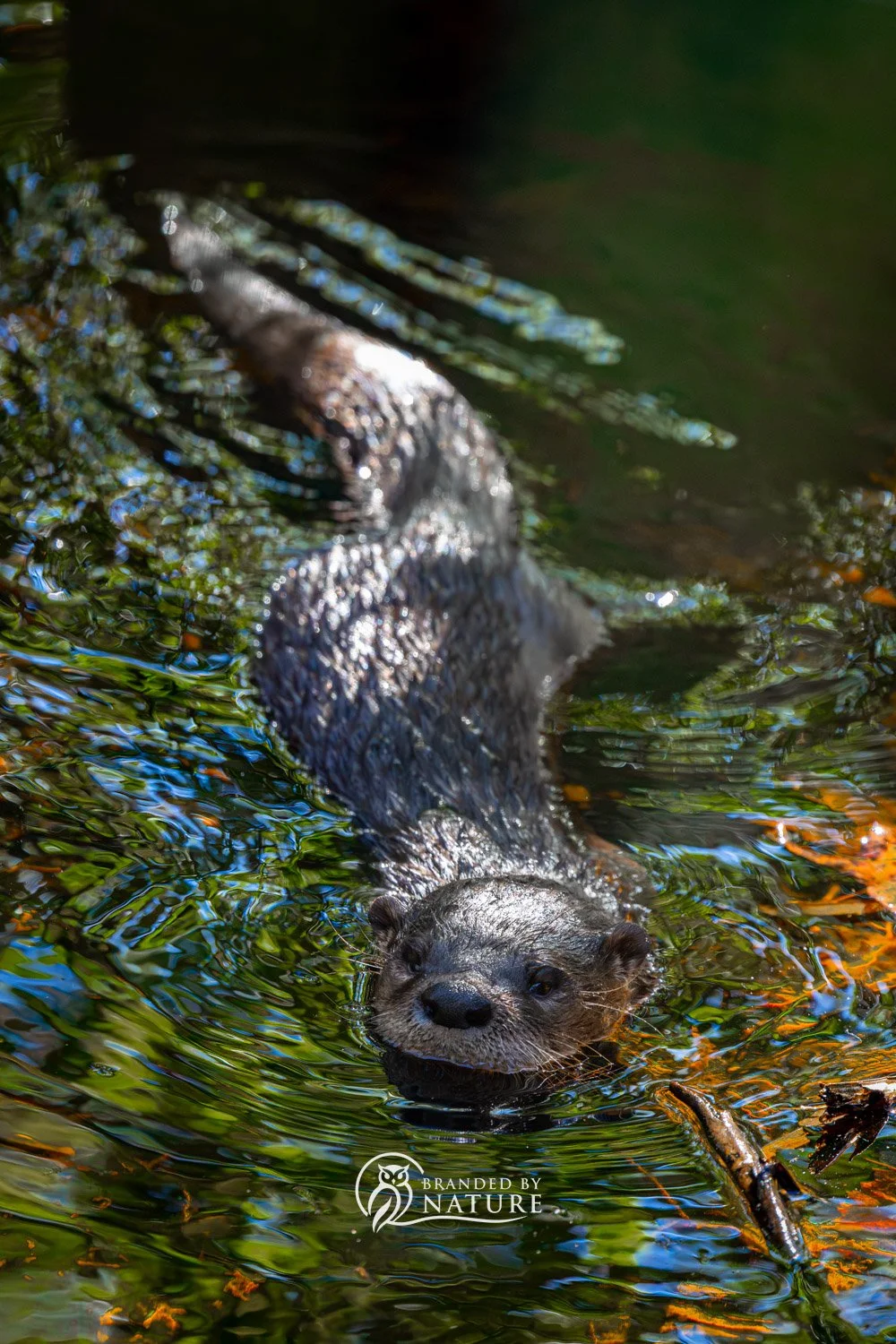 North American River Otter