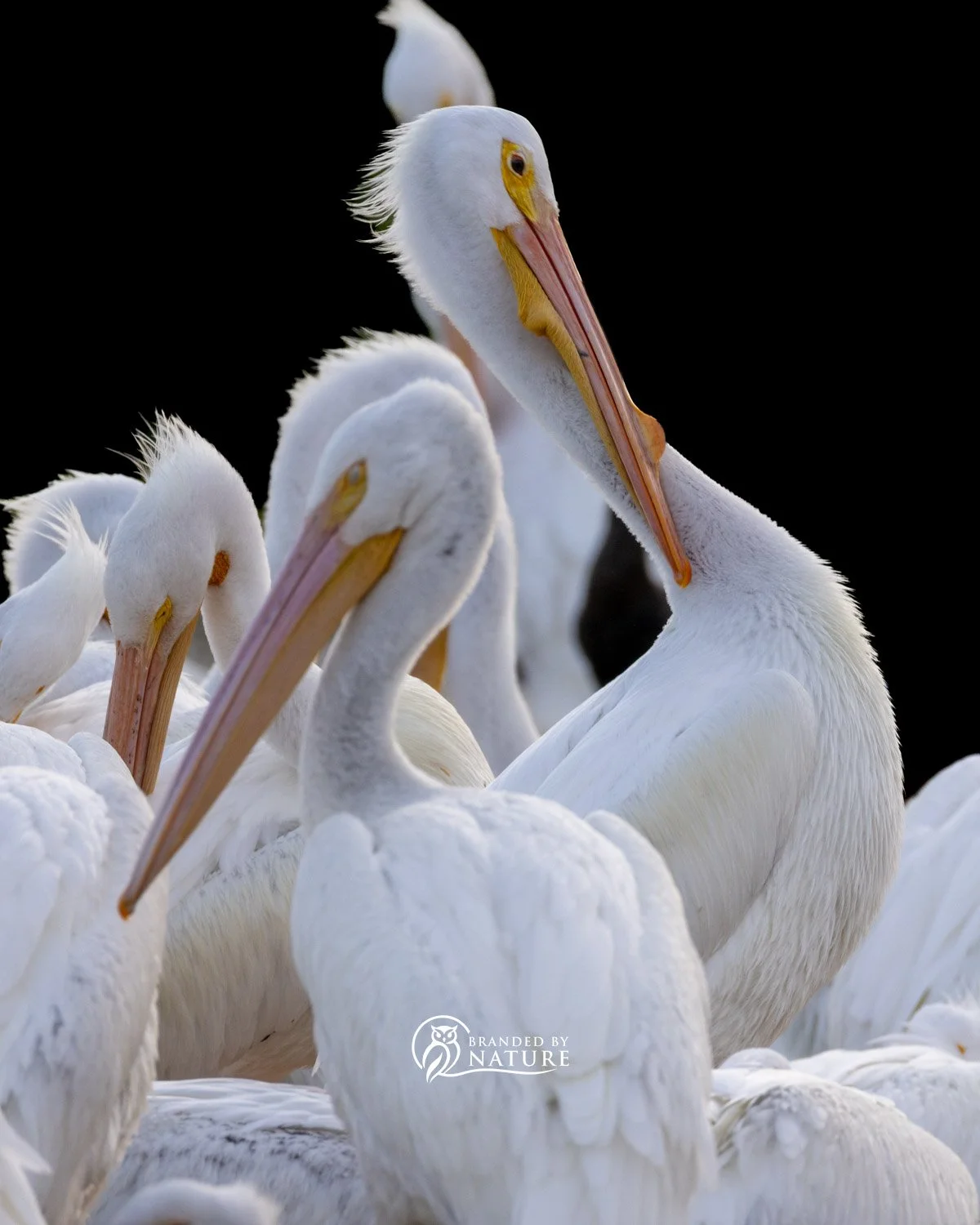 White Pelican