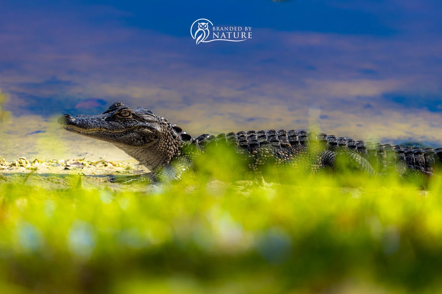 American Alligator