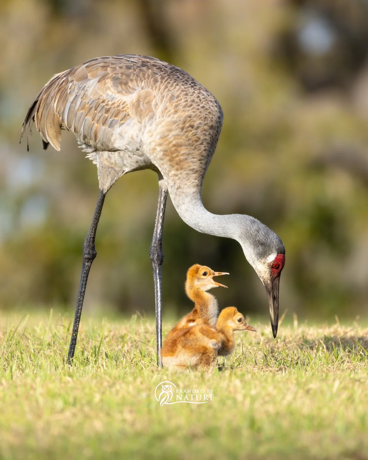 Sandhill Crane and Colts