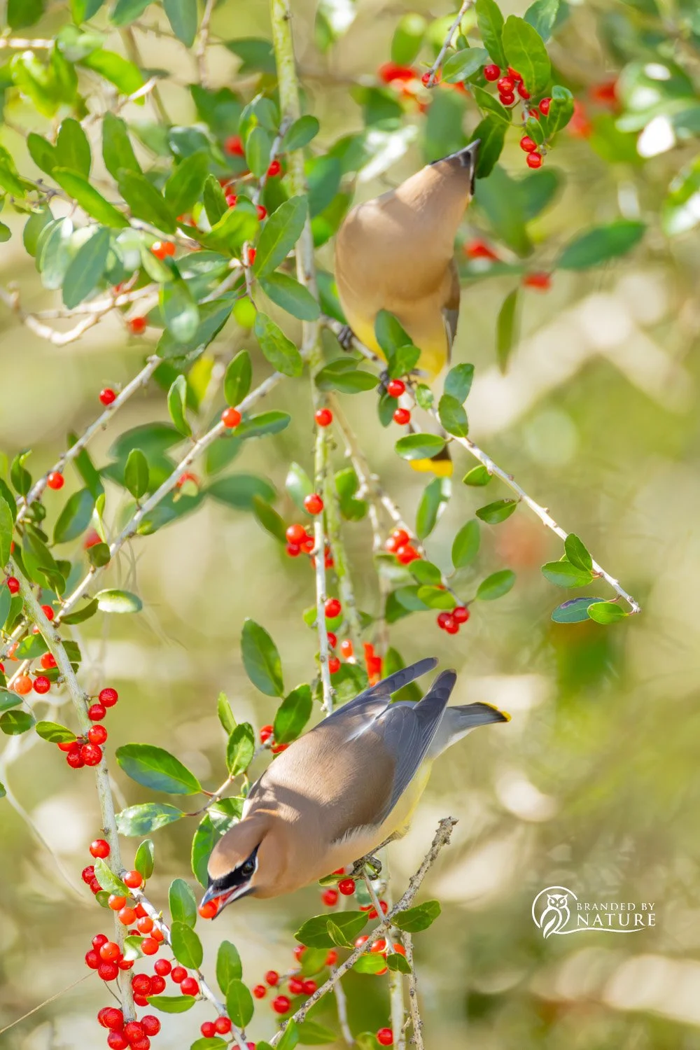 Wintering Cedar Waxwings