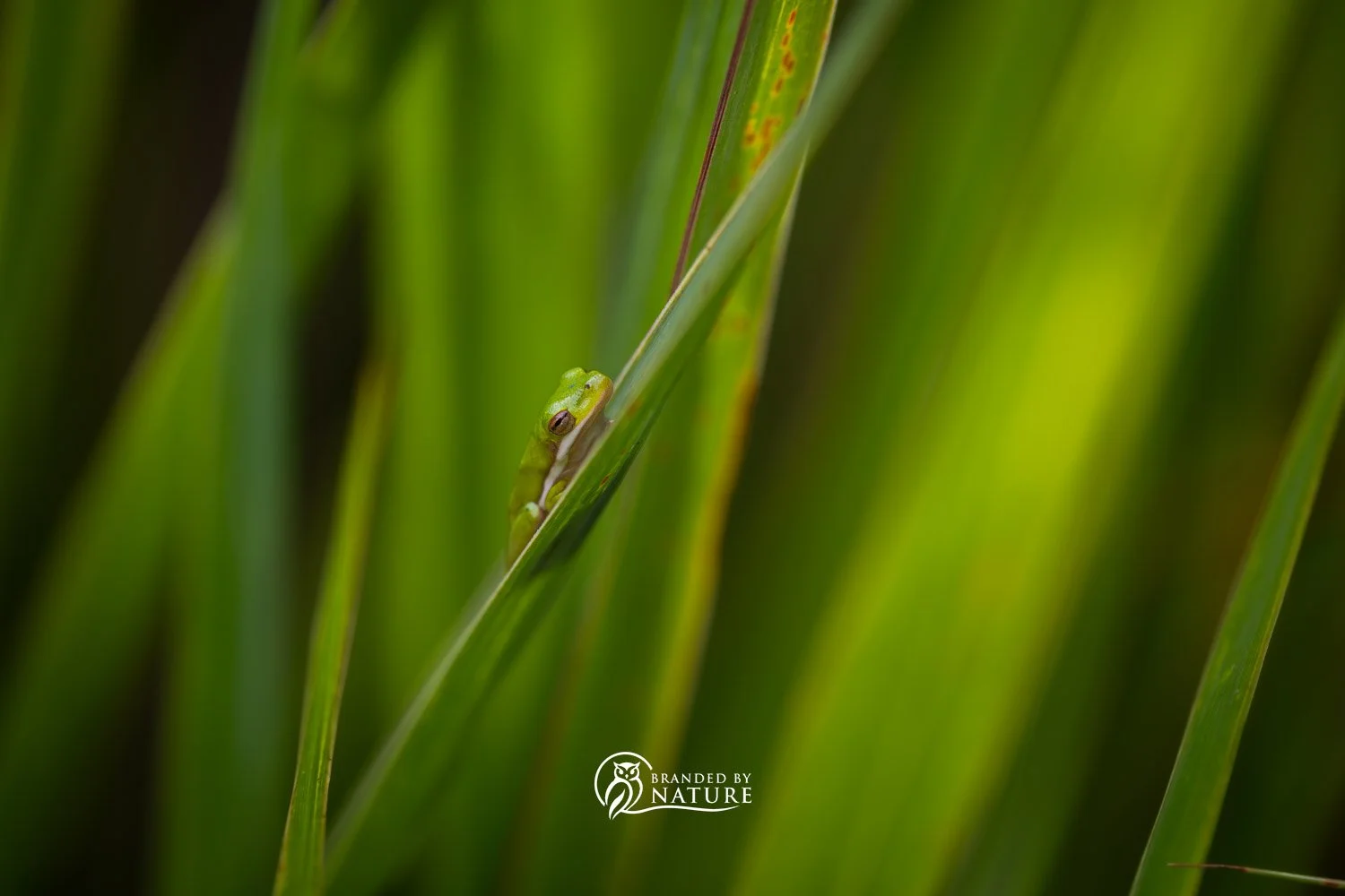 Squirrel Treefrog