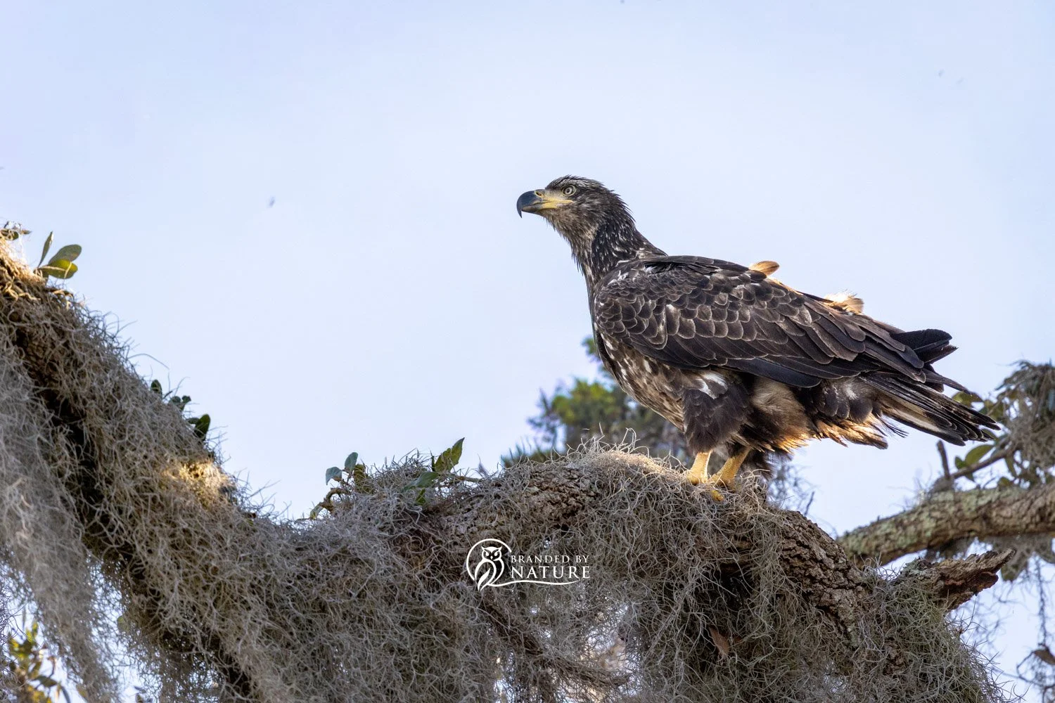 Juvenile Bald Eagle