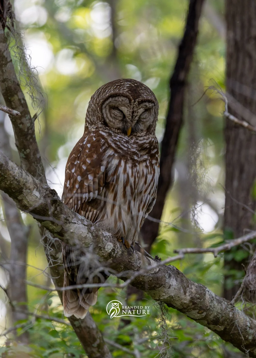 Barred Owl