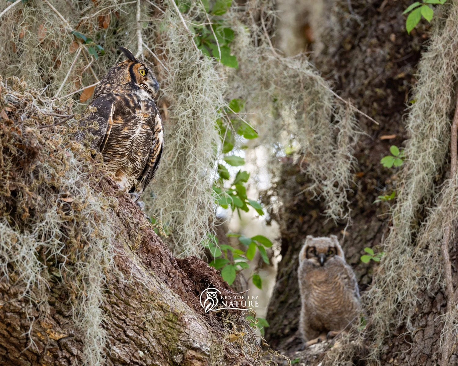 Great Horned Owl &amp; Owlet