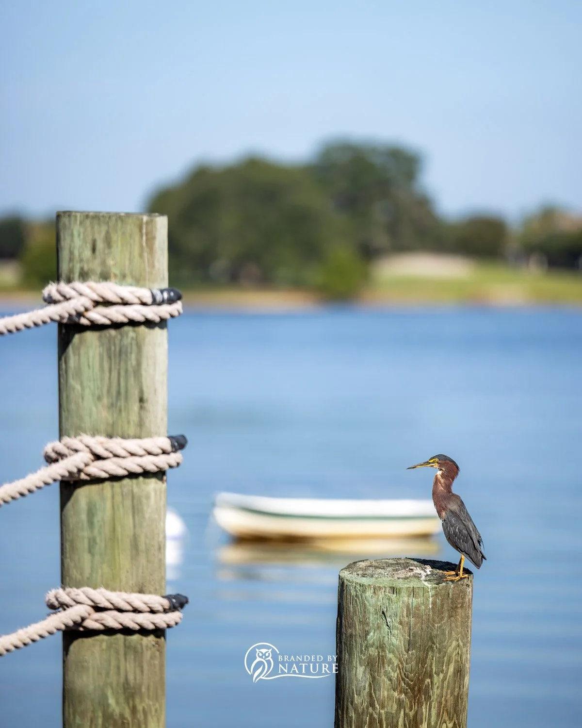 Green Heron at Lake Sumter Landing