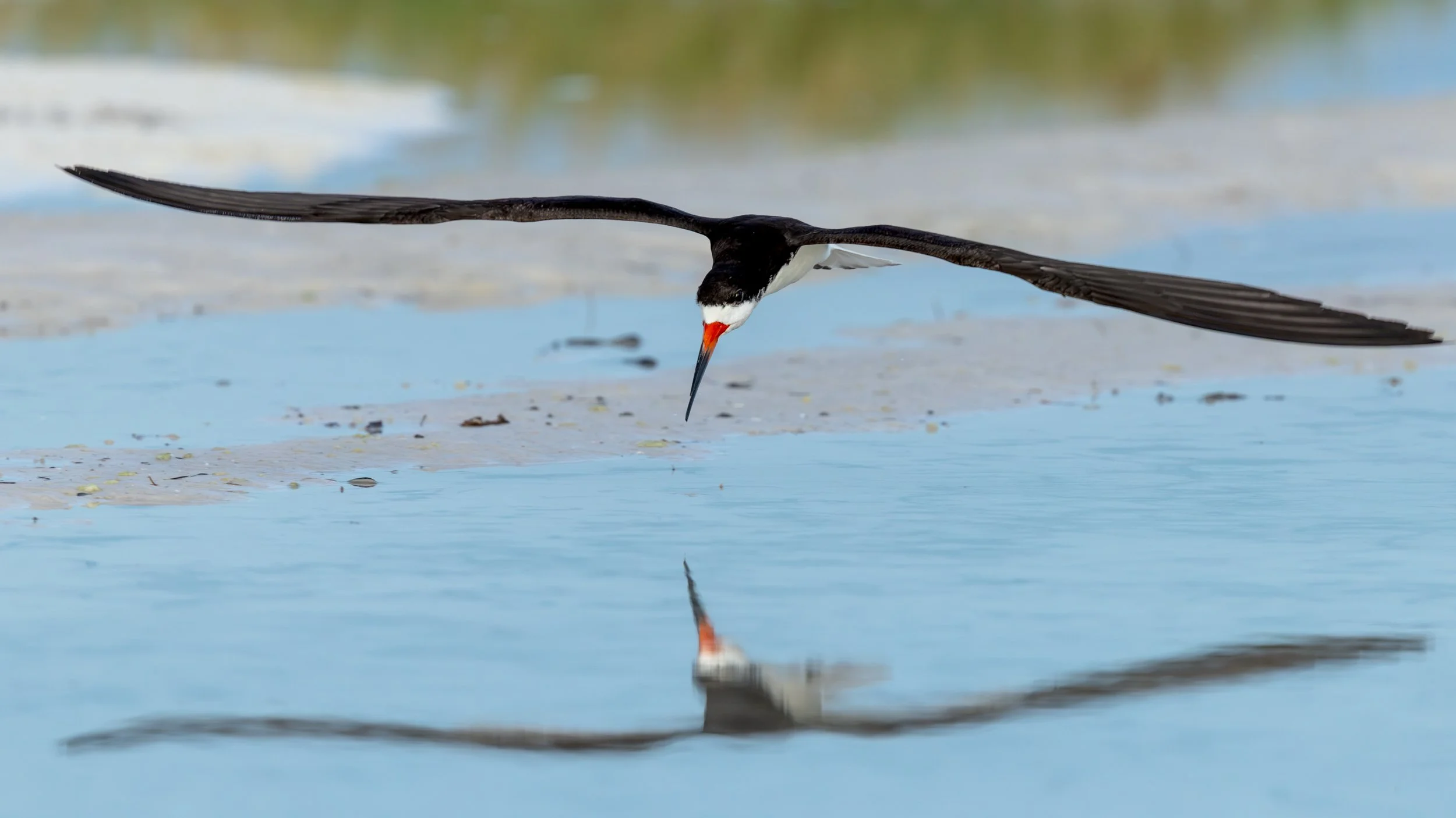 A Black Skimmer skimming the surface of shallow water, creating a symmetrical reflection below.