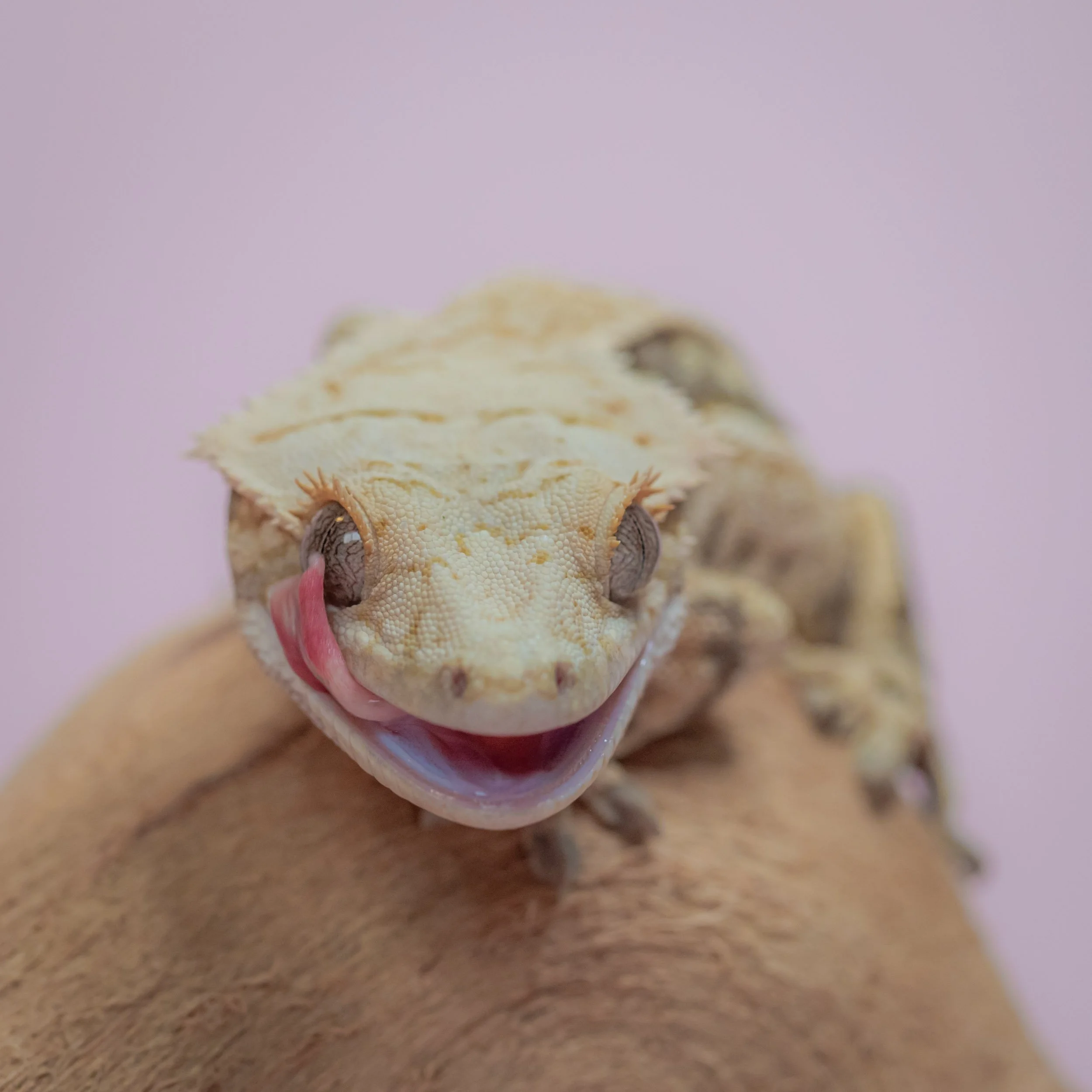crested-gecko-licking-eye-macro-pet-photography.jpg