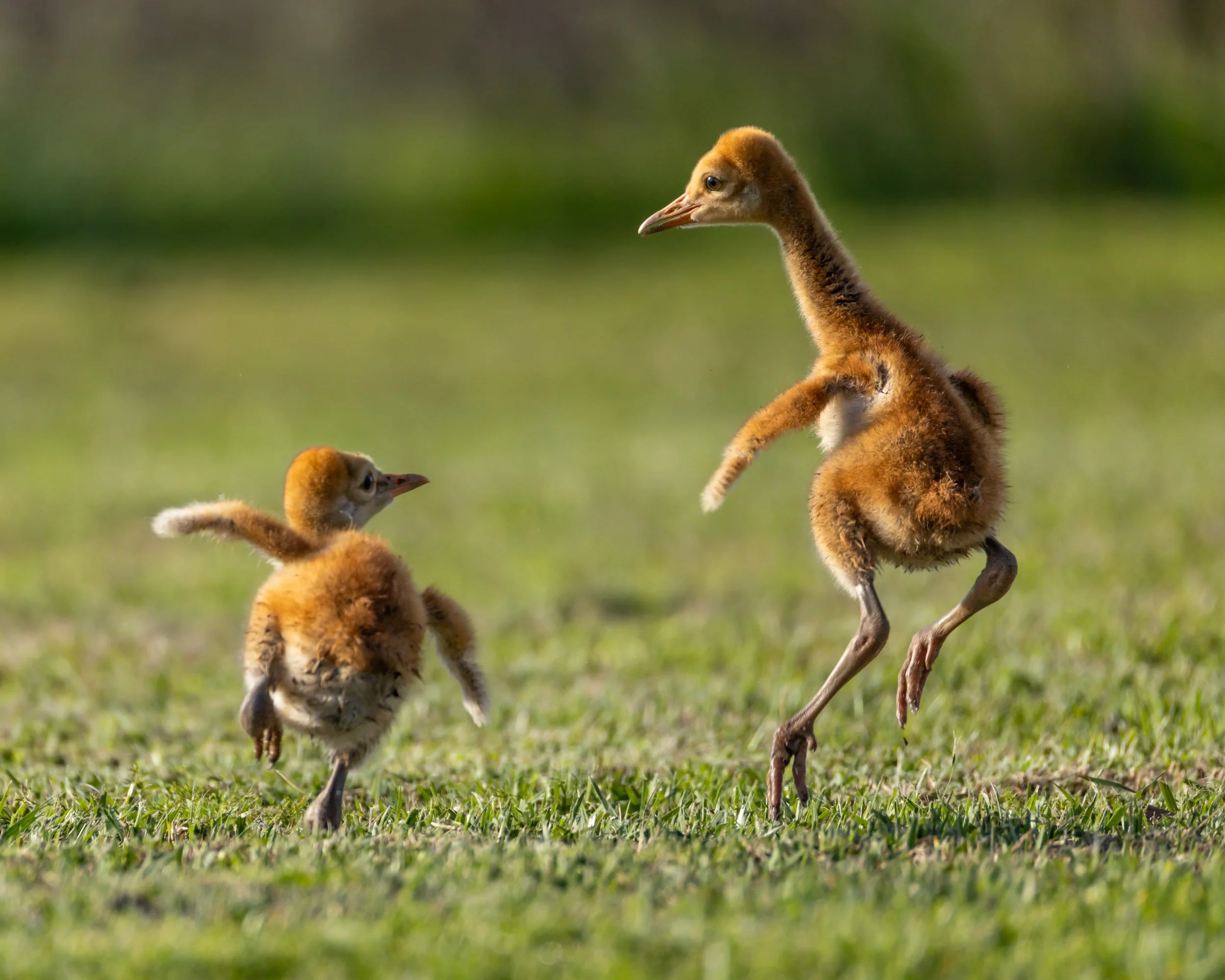 sandhill-crane-colts-dancing-playing-florida.jpg