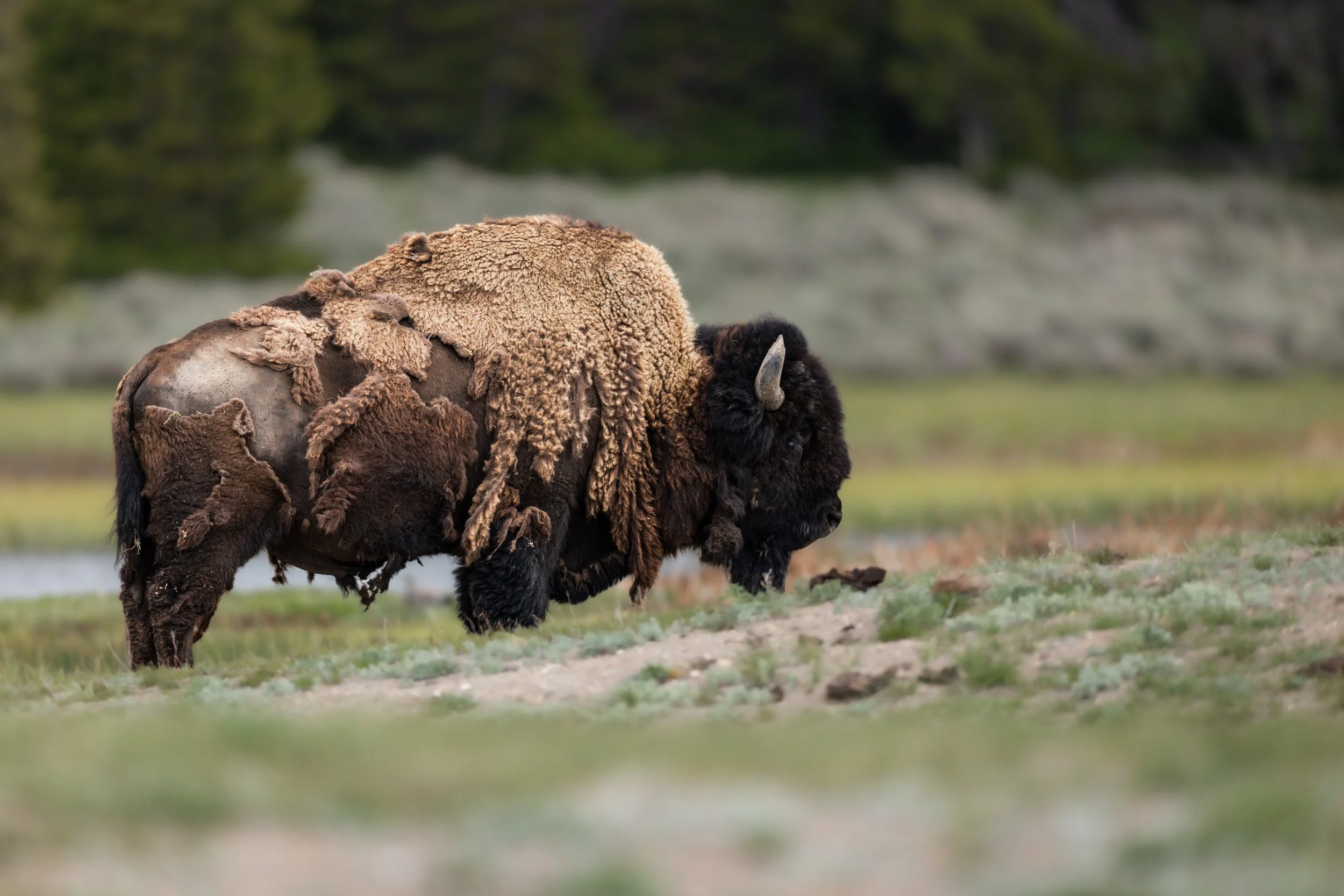 A large American bison with a thick, shedding winter coat stands in a grassy plain with evergreen trees in the soft-focus background.