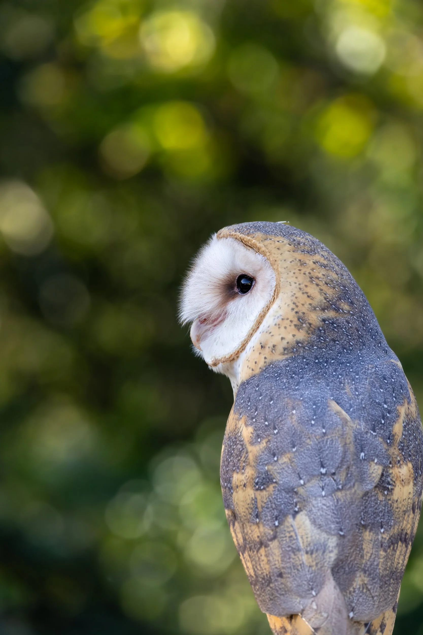 barn-owl-portrait-florida-wildlife-photography.jpg