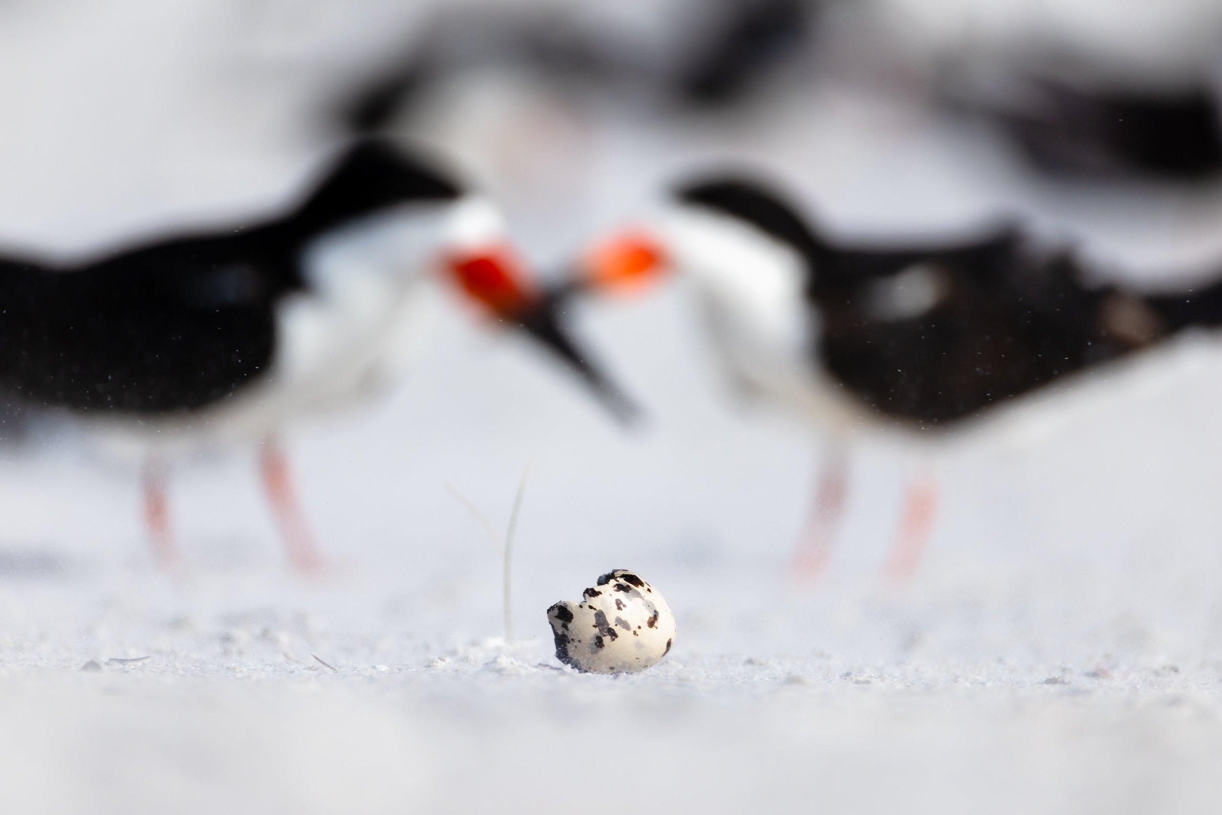 Two adult Black Skimmers standing together on a Sarasota beach guarding a single egg in their nesting scrape.
