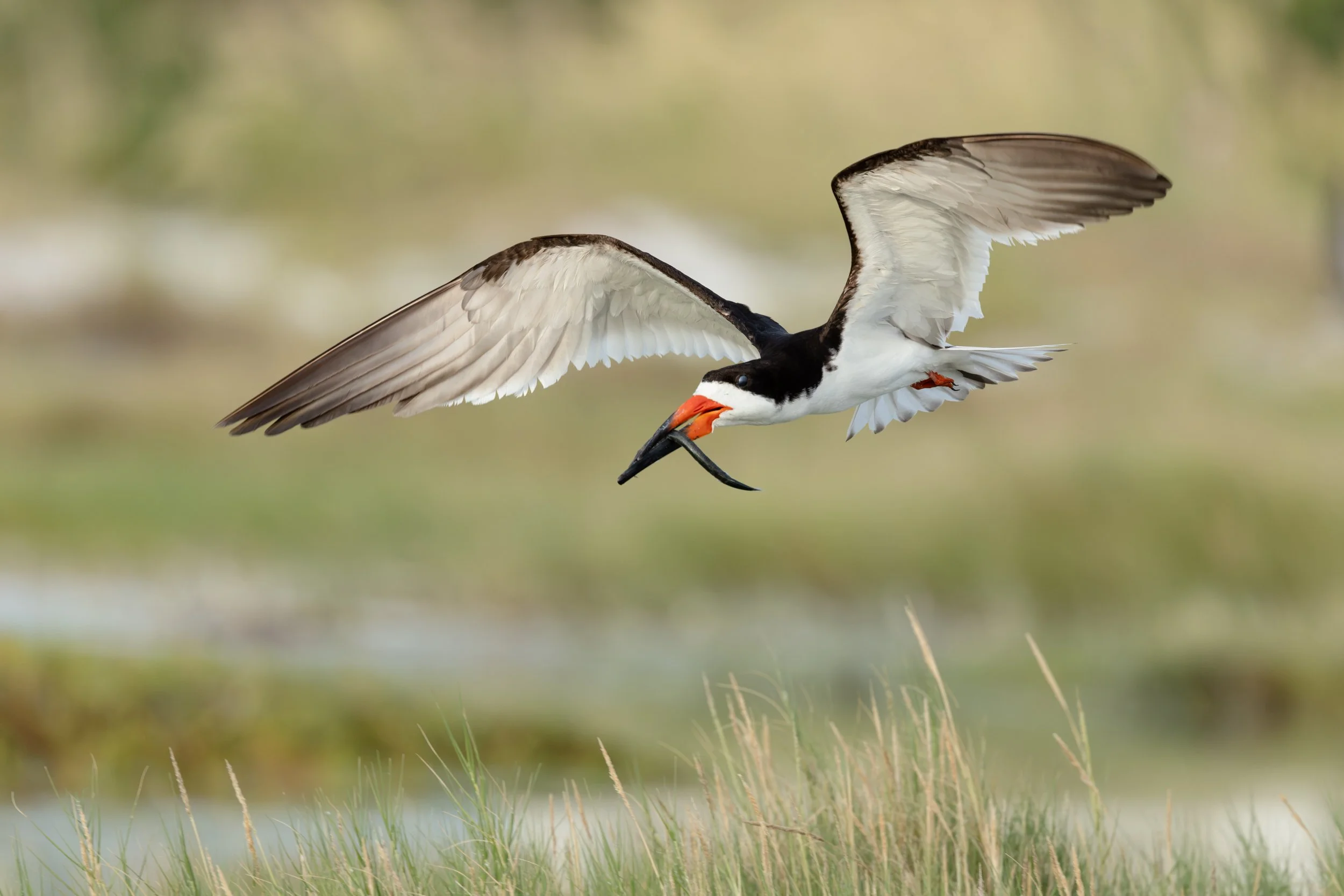 A Black Skimmer gliding smoothly just above green marsh grass during the summer nesting season with a fish.