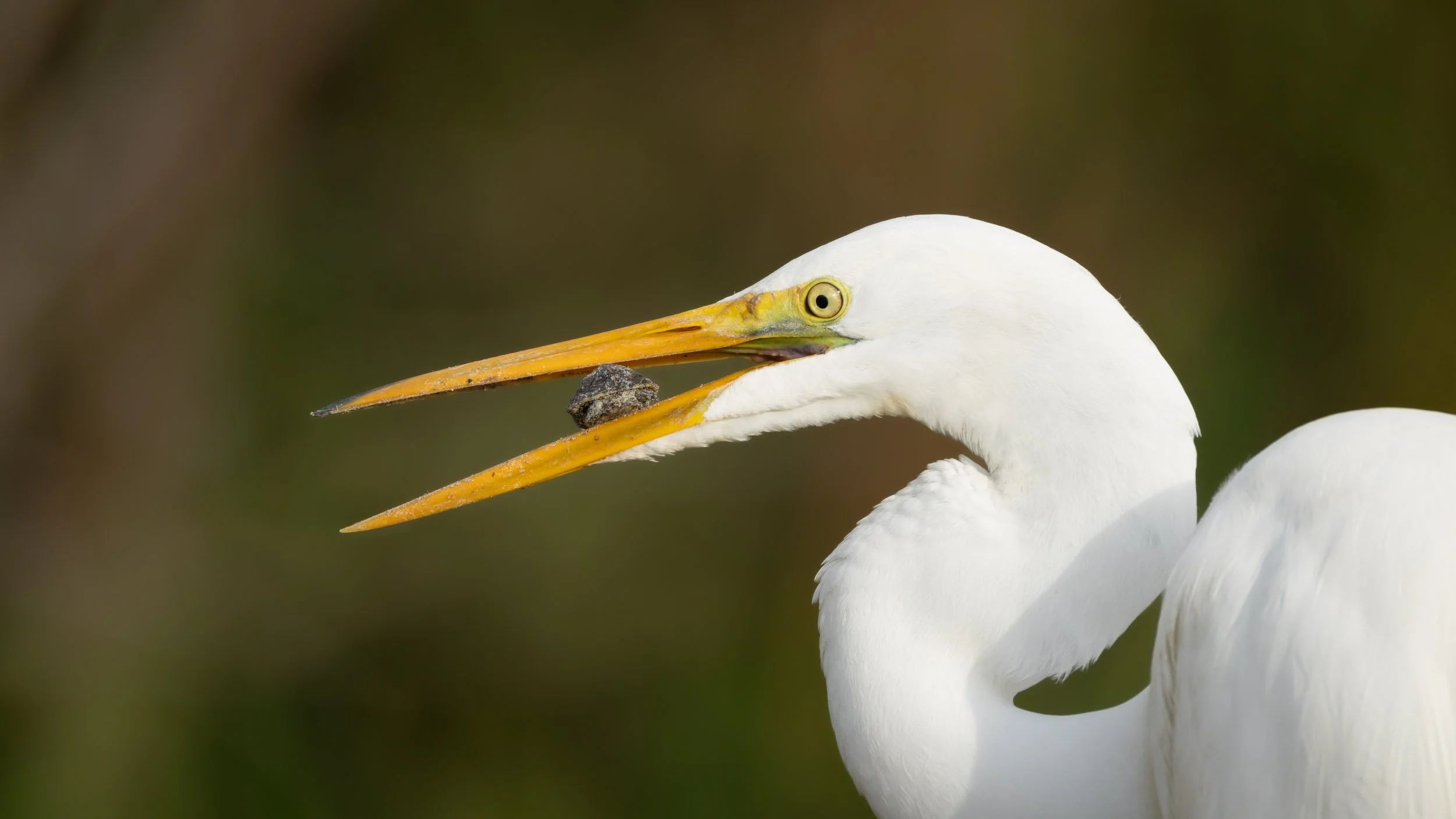 great-egret-catching-small-turtle-beak.jpg