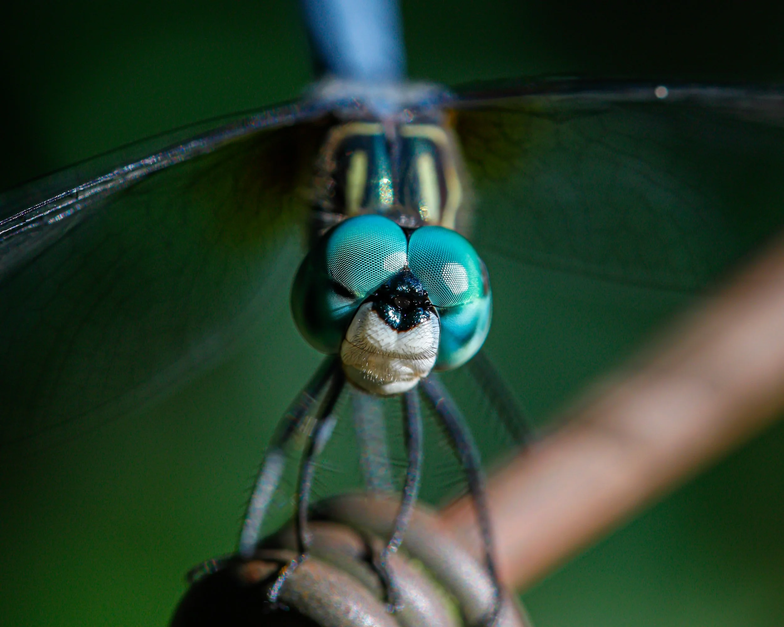 dragonfly-eyes-macro-extreme-detail-teal.jpg