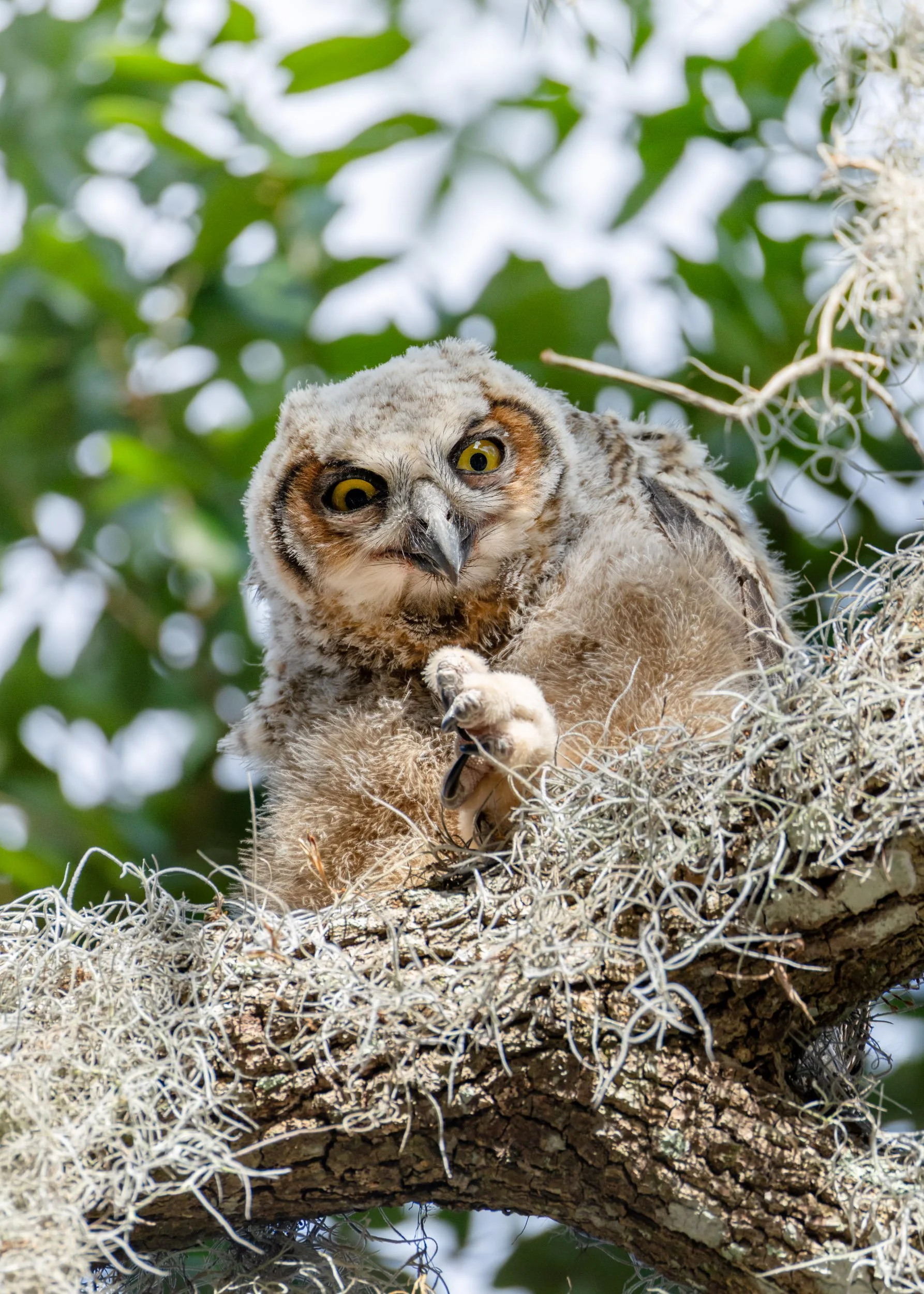 great-horned-owlet-grooming-behavior-nest.jpg
