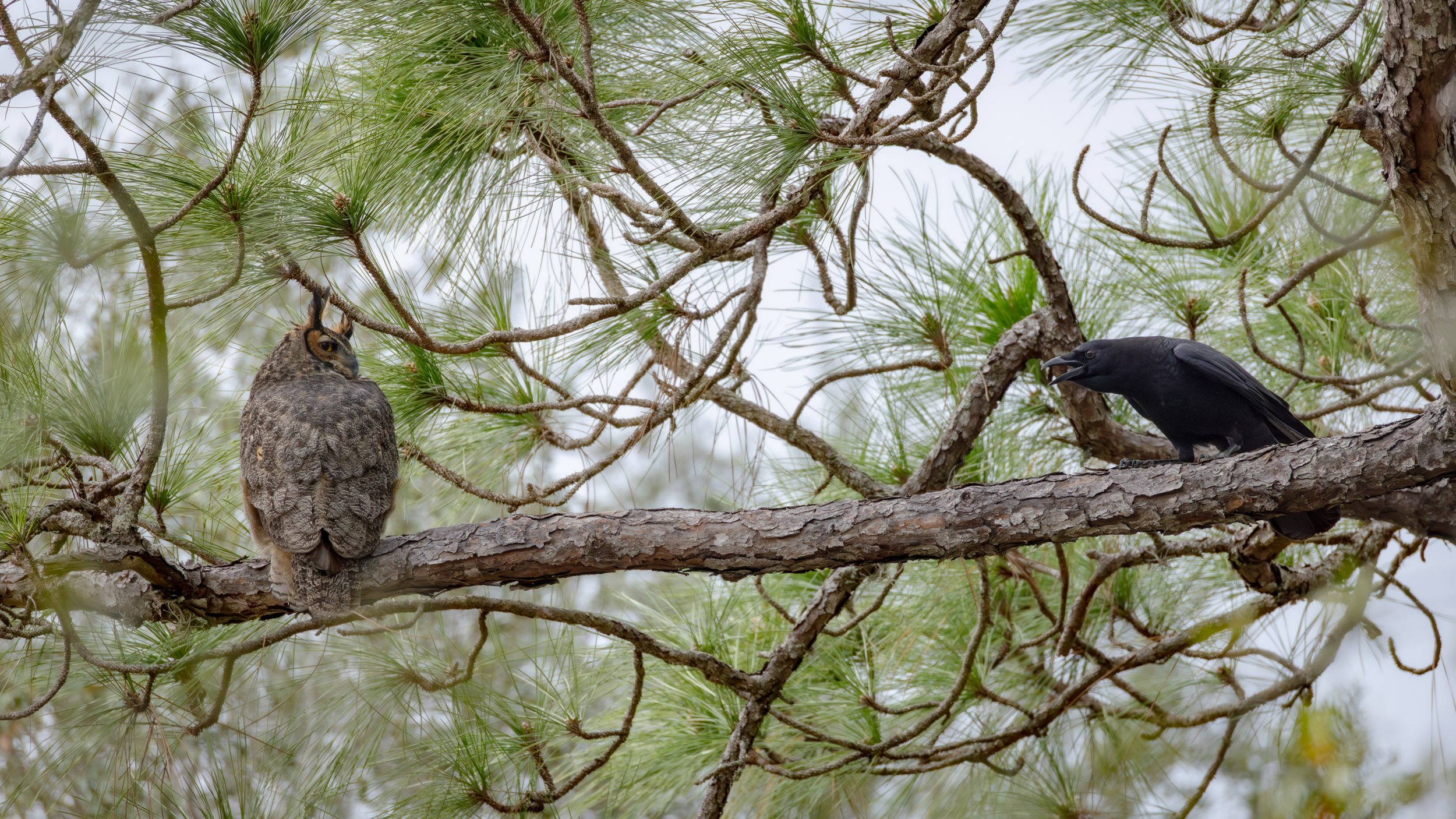 great-horned-owl-mobbed-by-crow-behavior.jpg