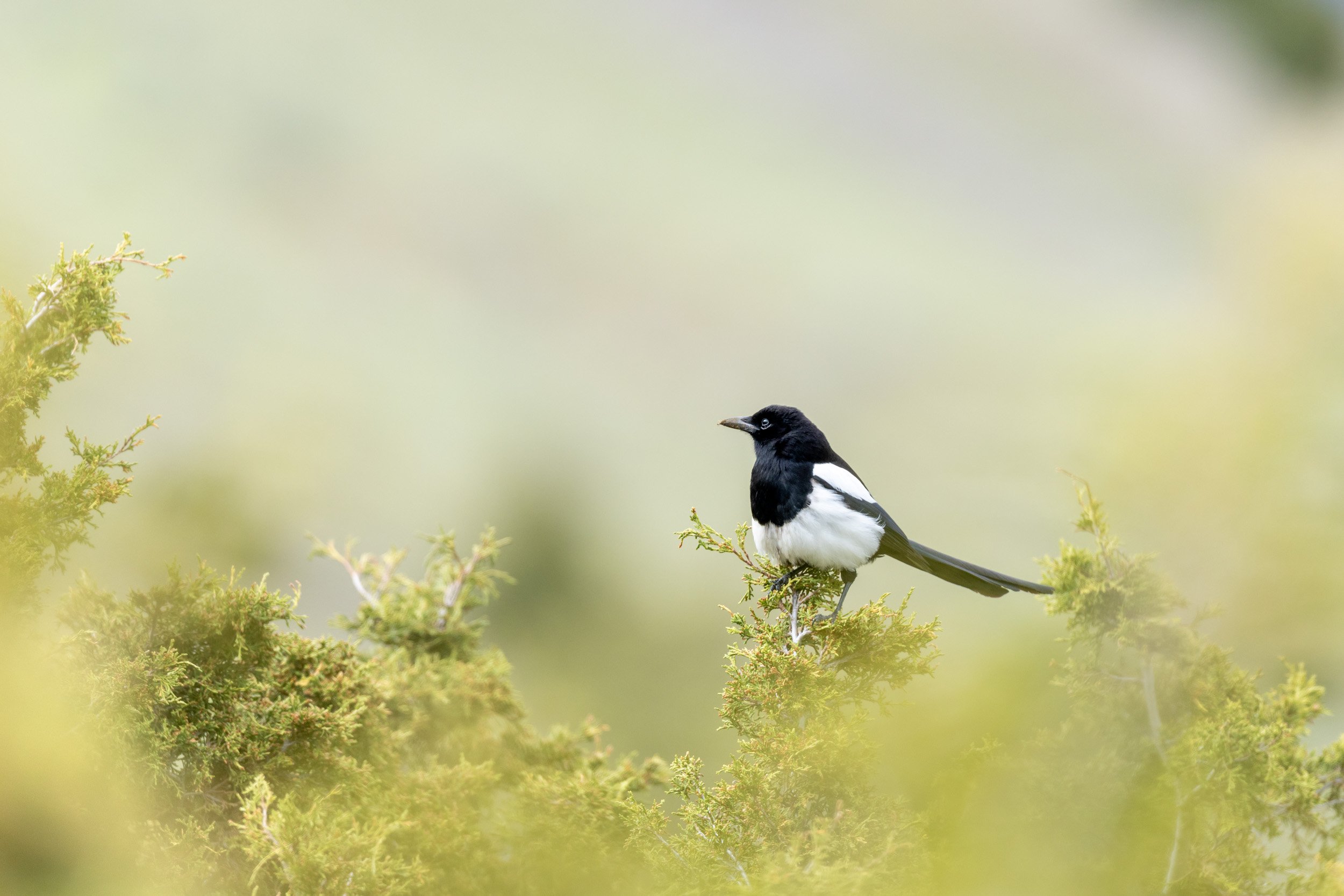 A black-billed magpie with striking black and white feathers perched on a low, yellowish-green shrub against a soft-focus hill.