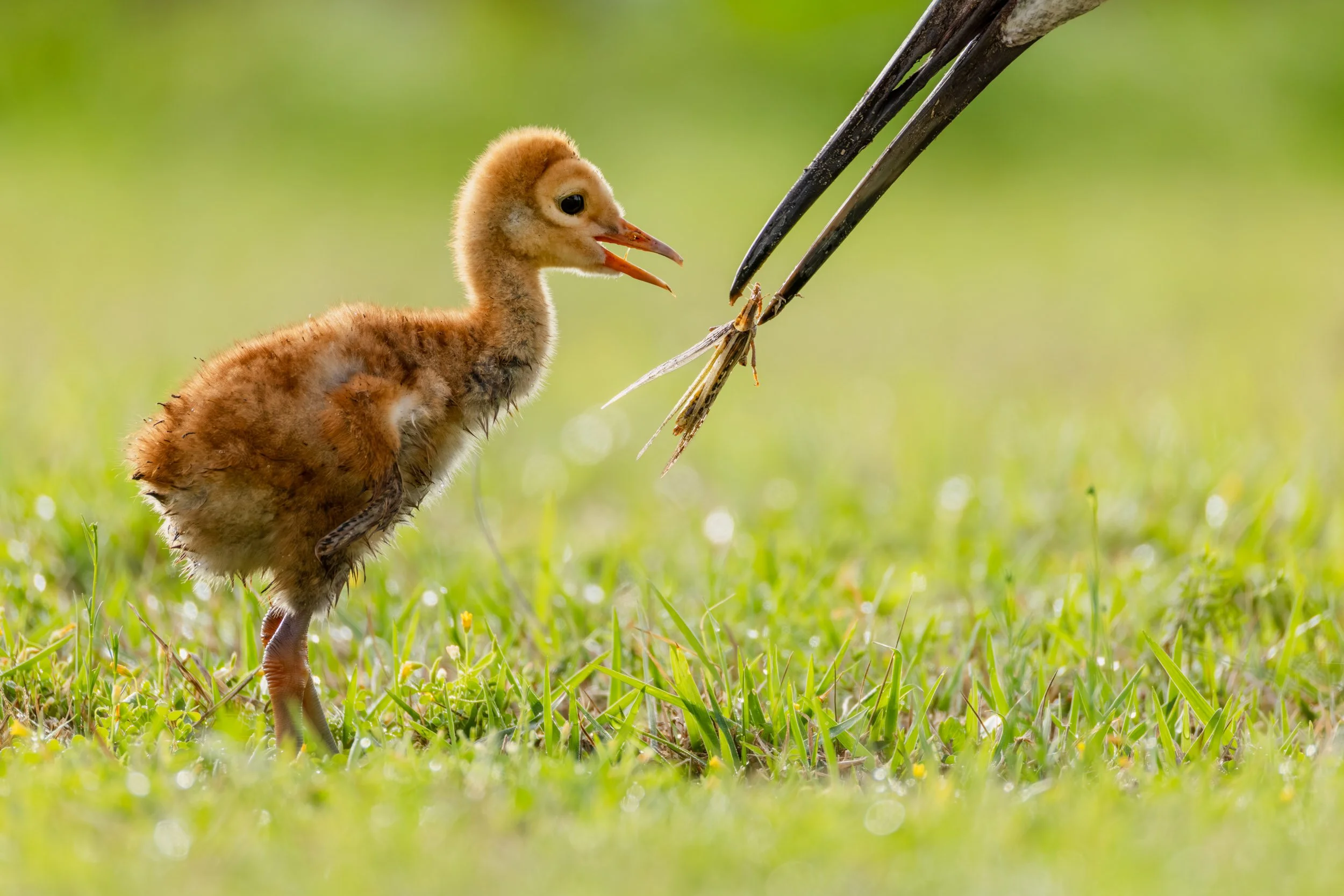 sandhill-crane-parent-feeding-colt-grasshopper-behavior.jpg