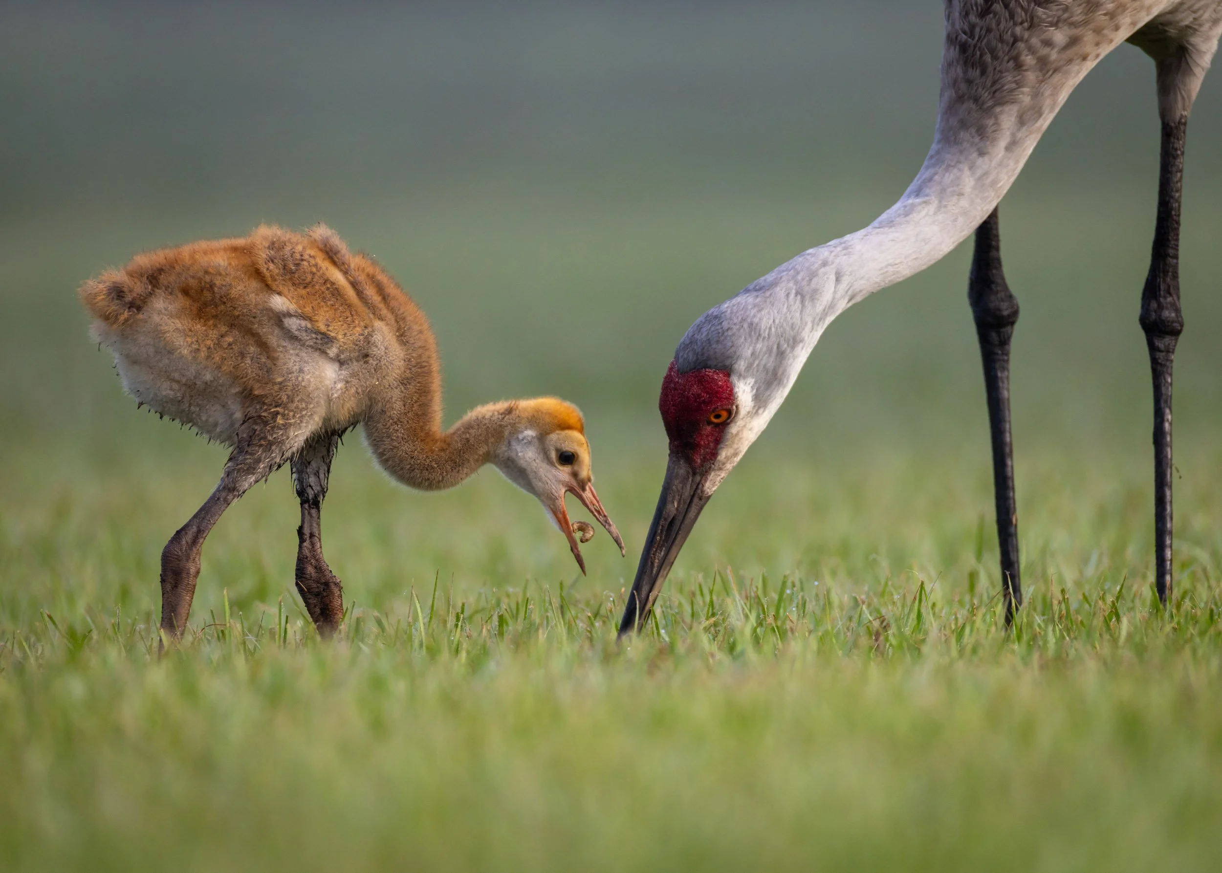 sandhill-crane-parent-teaching-colt-forage.jpg