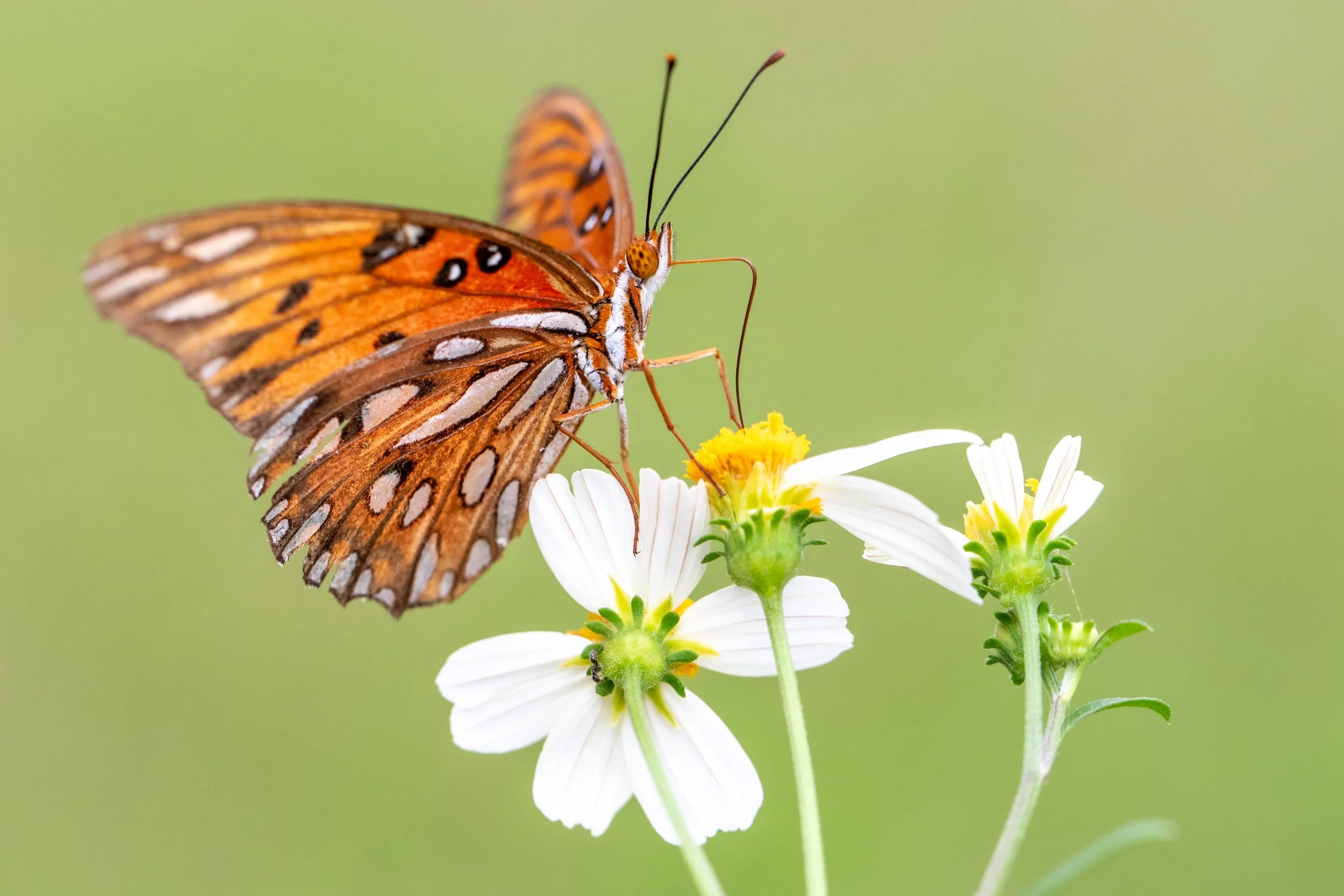 gulf-fritillary-butterfly-white-wildflower-florida.jpg