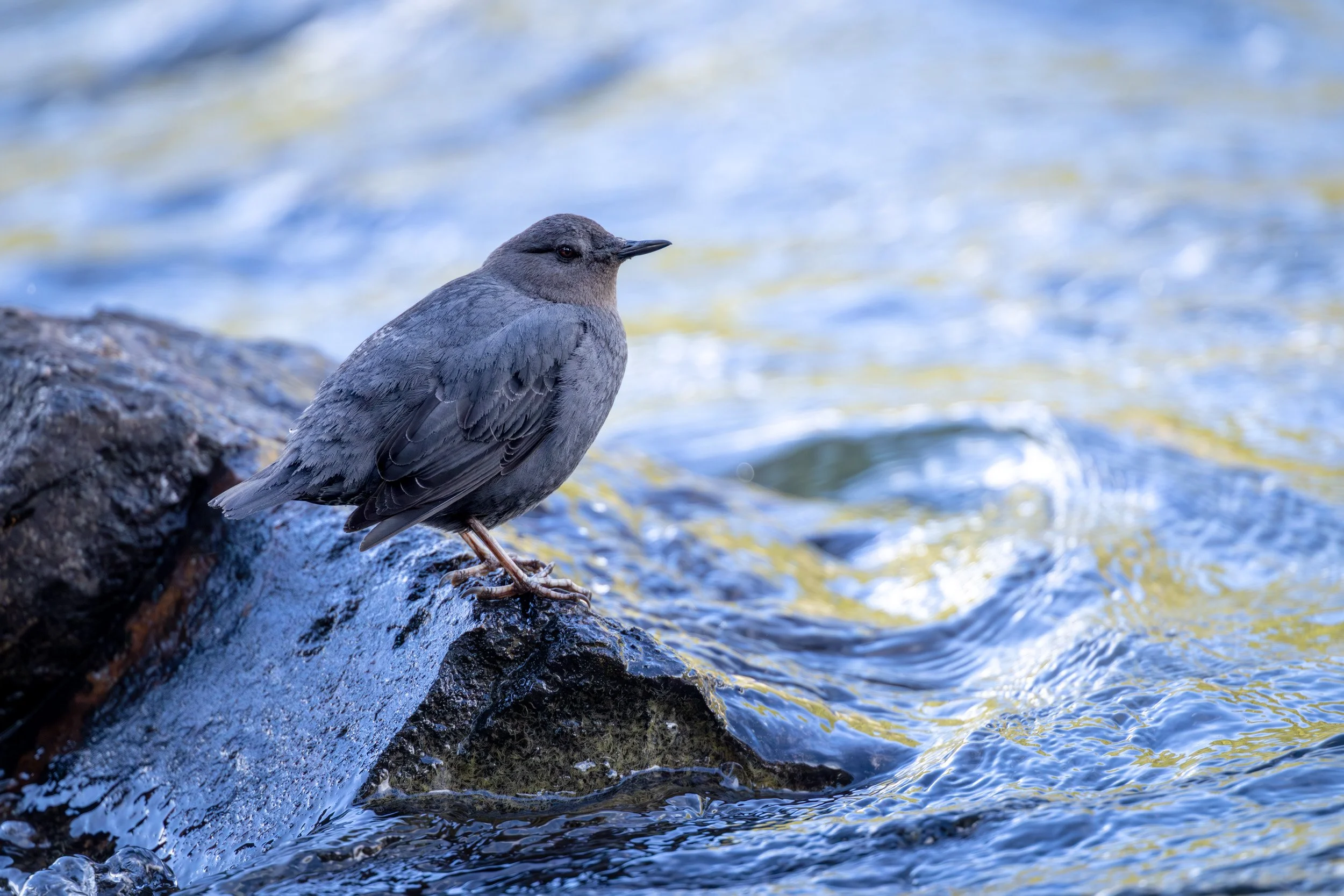 An American dipper bird stands on a wet, dark rock right at the edge of a rushing blue stream.