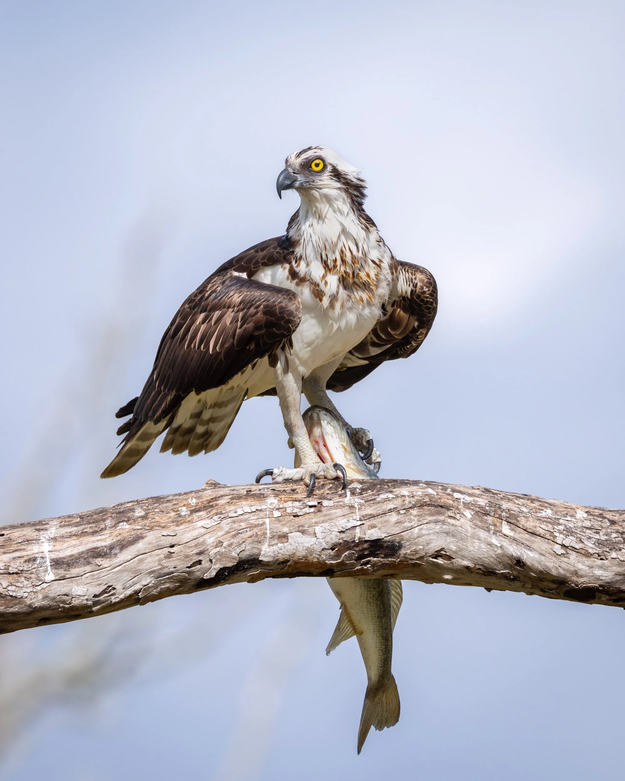 osprey-portrait-perched-with-fish-florida.jpg