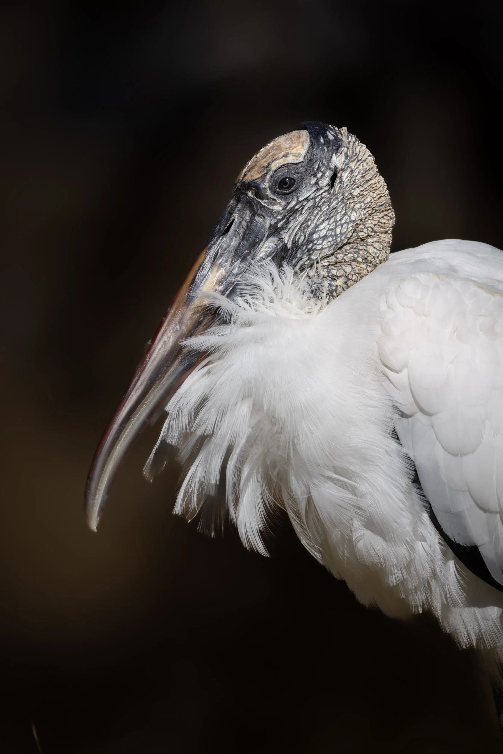 wood-stork-portrait-profile-dark-background.jpg