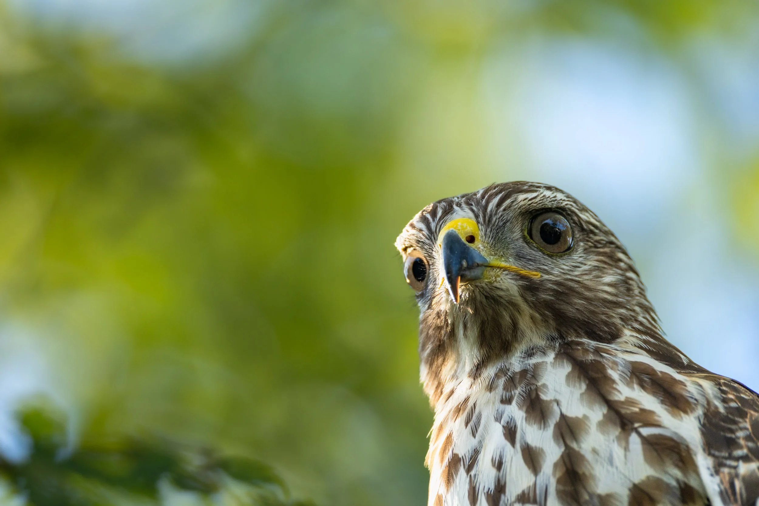 red-shouldered-hawk-head-shot-close-up.jpg