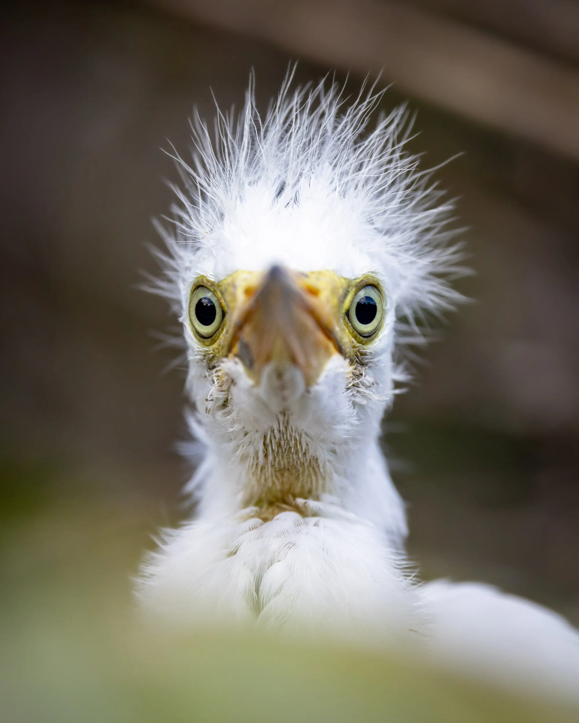 great-egret-chick-portrait-fuzzy-feathers.jpg