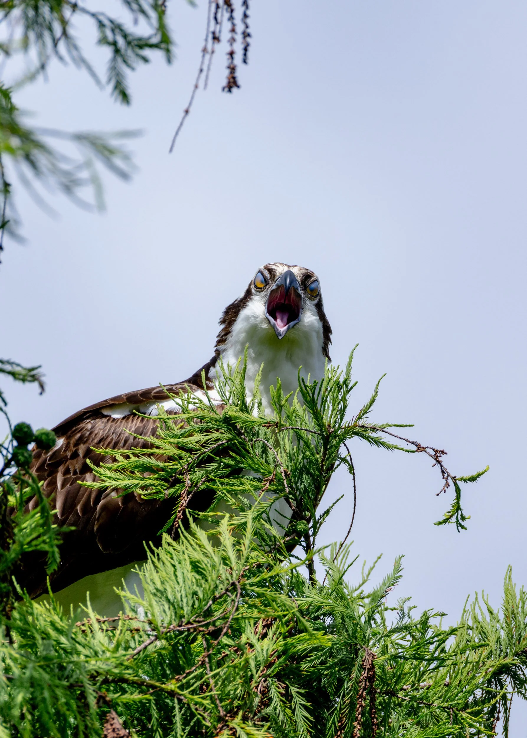 osprey-nictitating-membrane-florida-raptor-detail.jpg