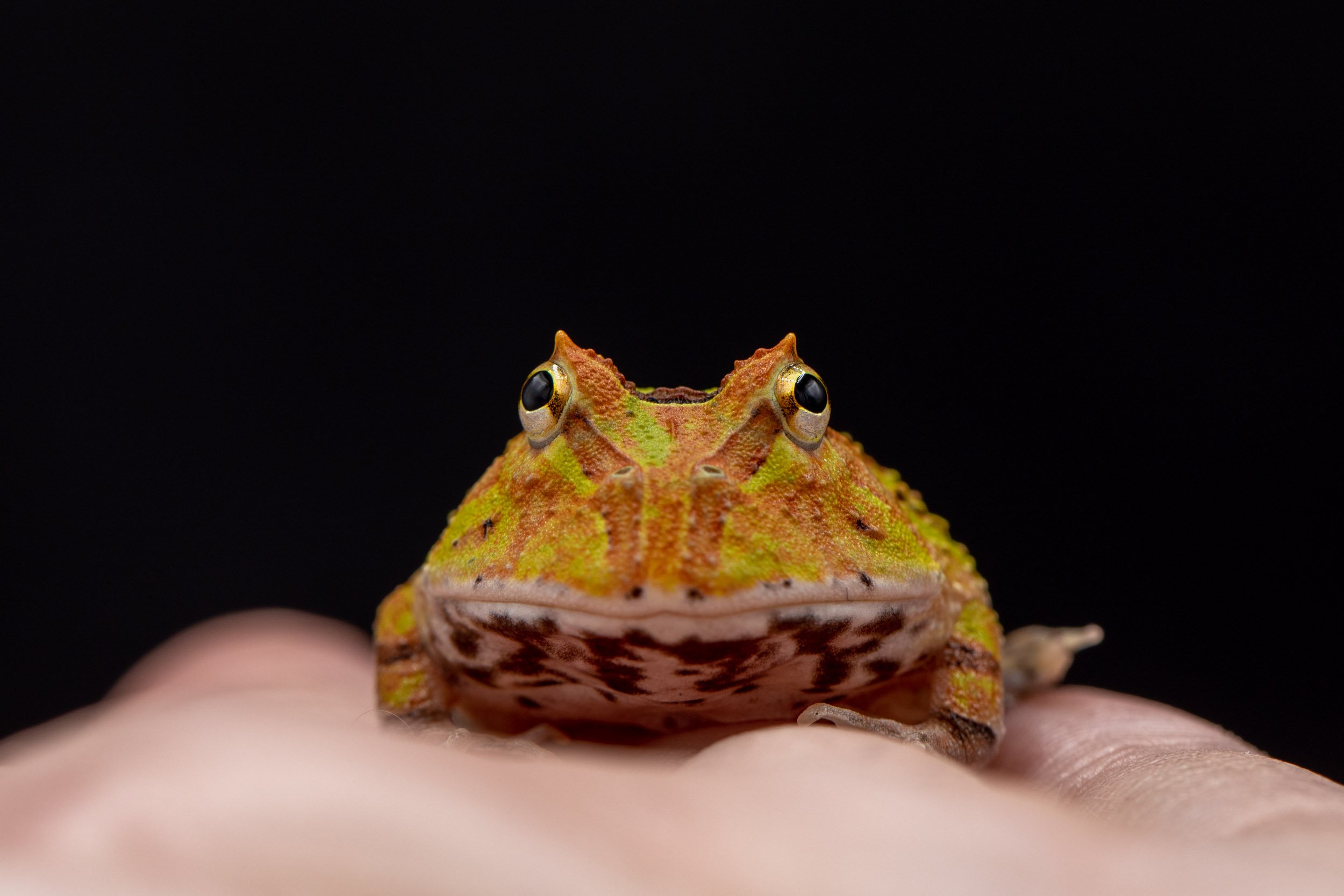 yellow-ornate-pacman-frog-held-in-hand.jpg