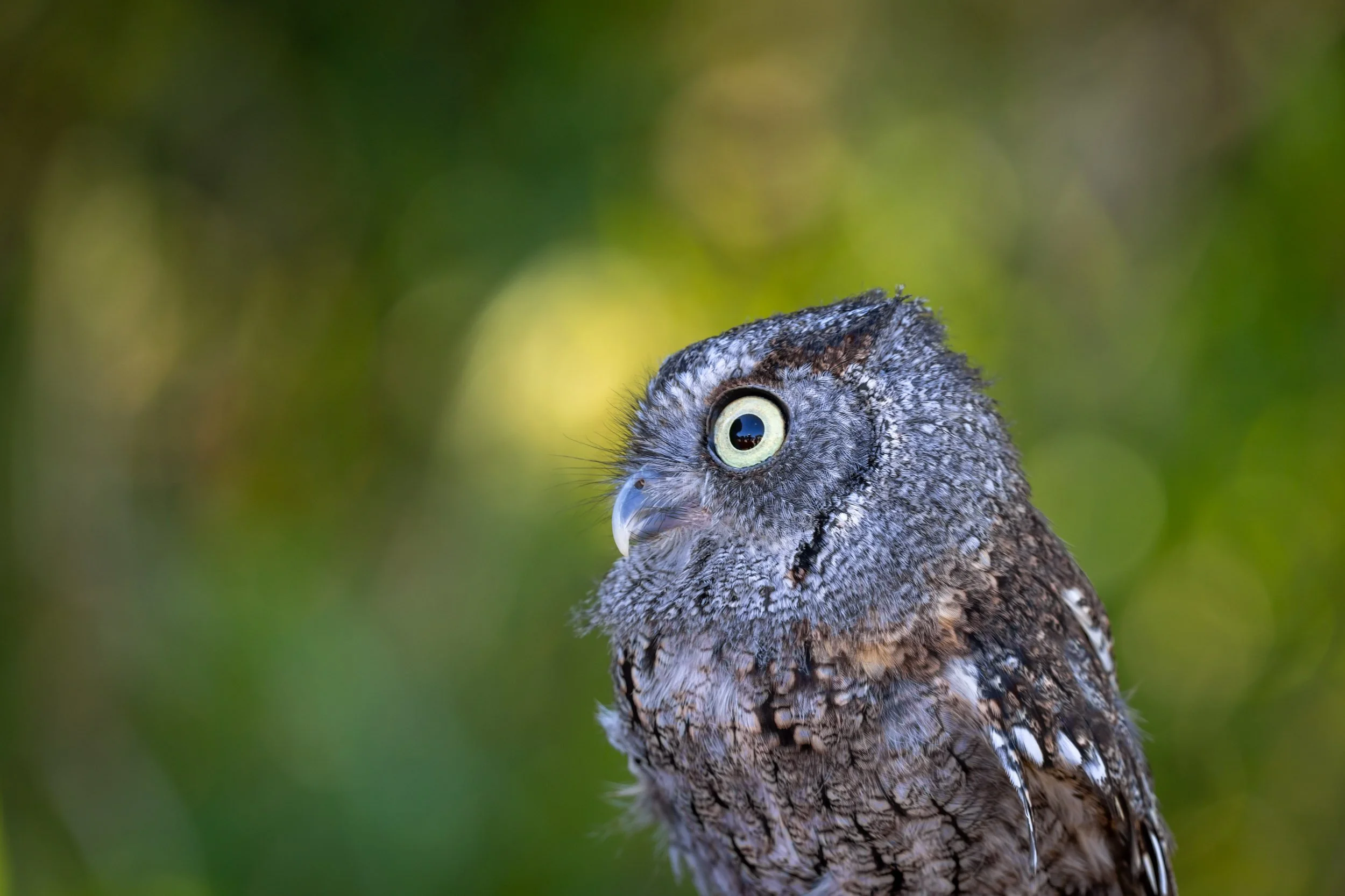 eastern-screech-owl-profile-bokeh-florida.jpg