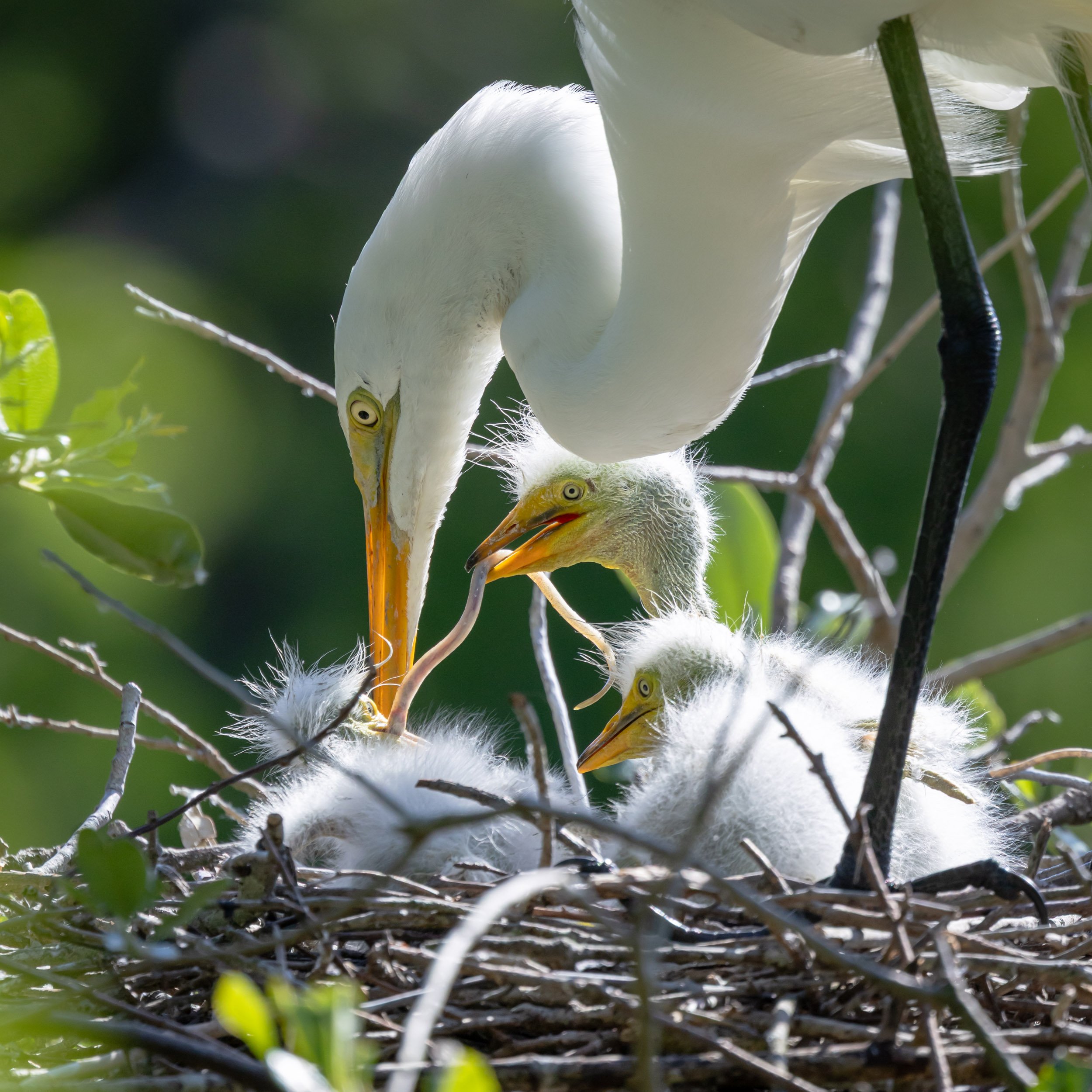 great-egret-feeding-chicks-nest-florida.jpg