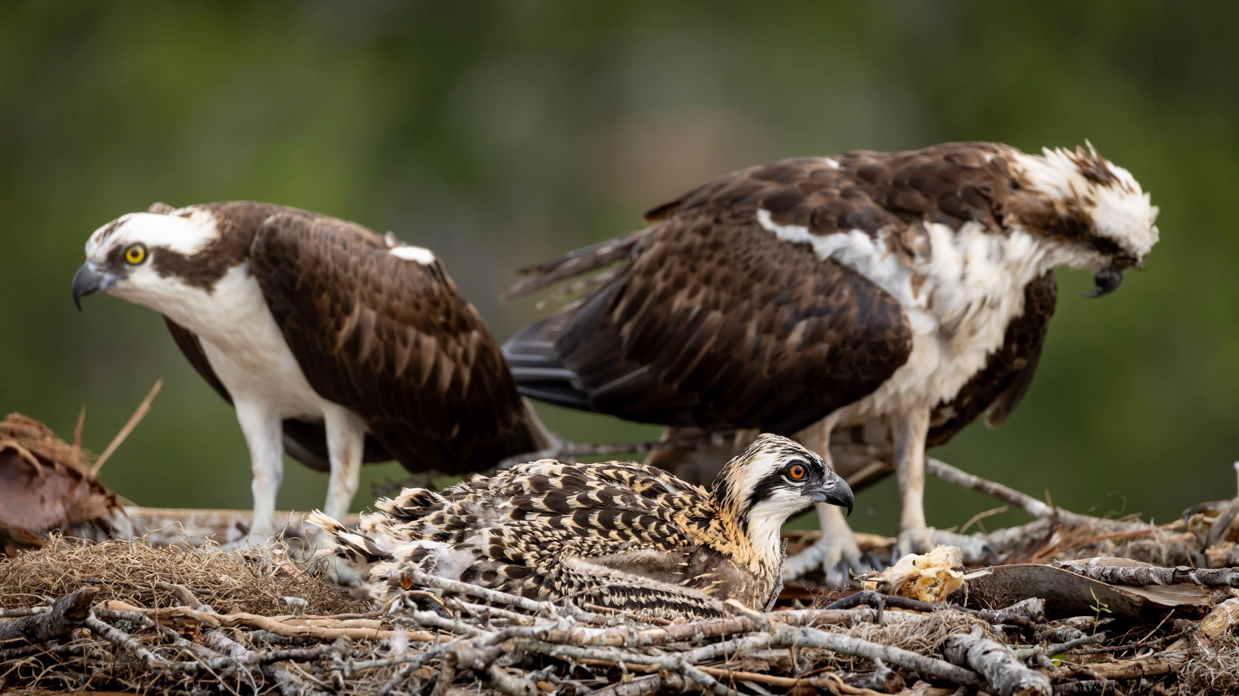 florida-osprey-pair-with-chick-nest-behavior.jpg
