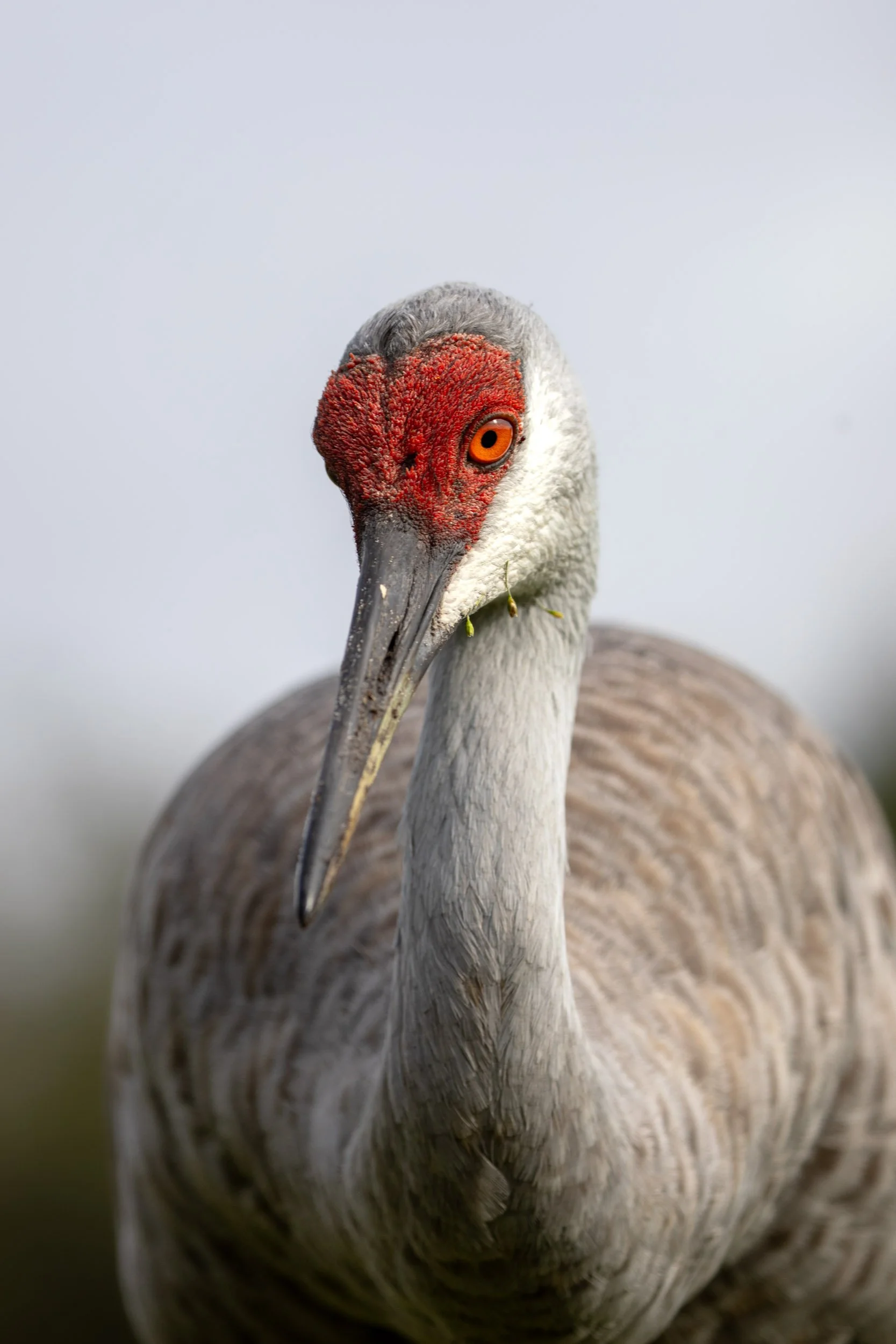 sandhill-crane-portrait-florida-wetlands.jpg