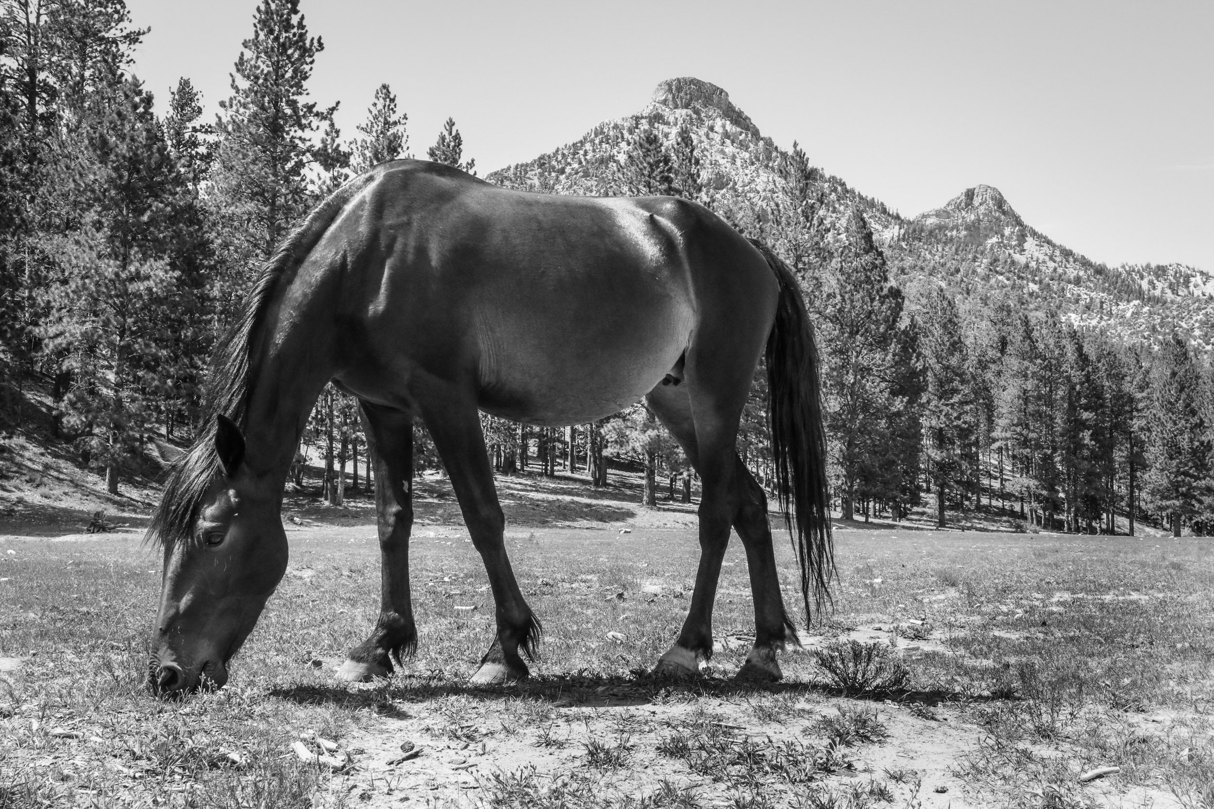 black-and-white-wild-horse-grazing-mountain-landscape-nevada.jpg