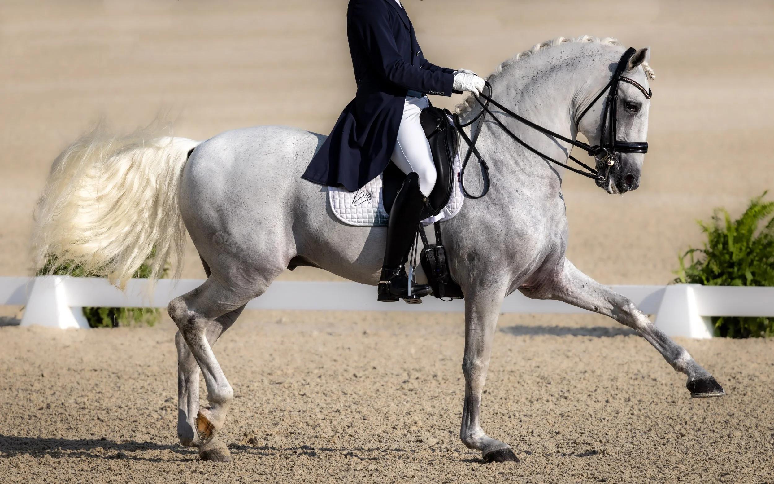 grey-performance-horse-dressage-equine-photography-florida-wec.jpg