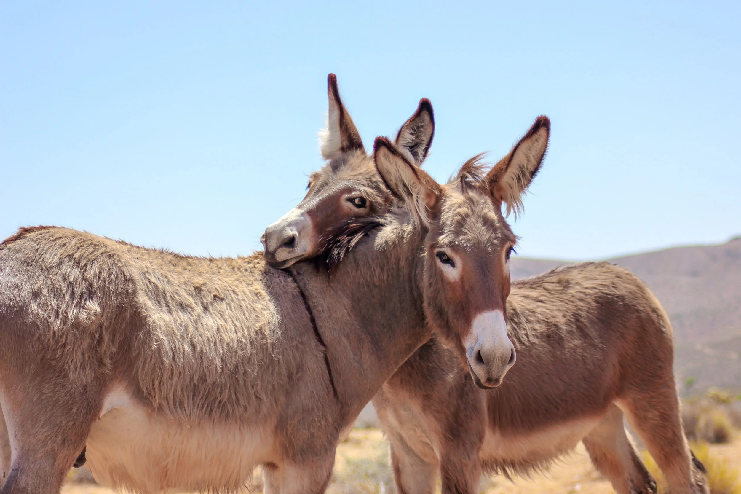two-donkeys-wild-burro-hugging-bw-wildlife-desert-nevada.jpg