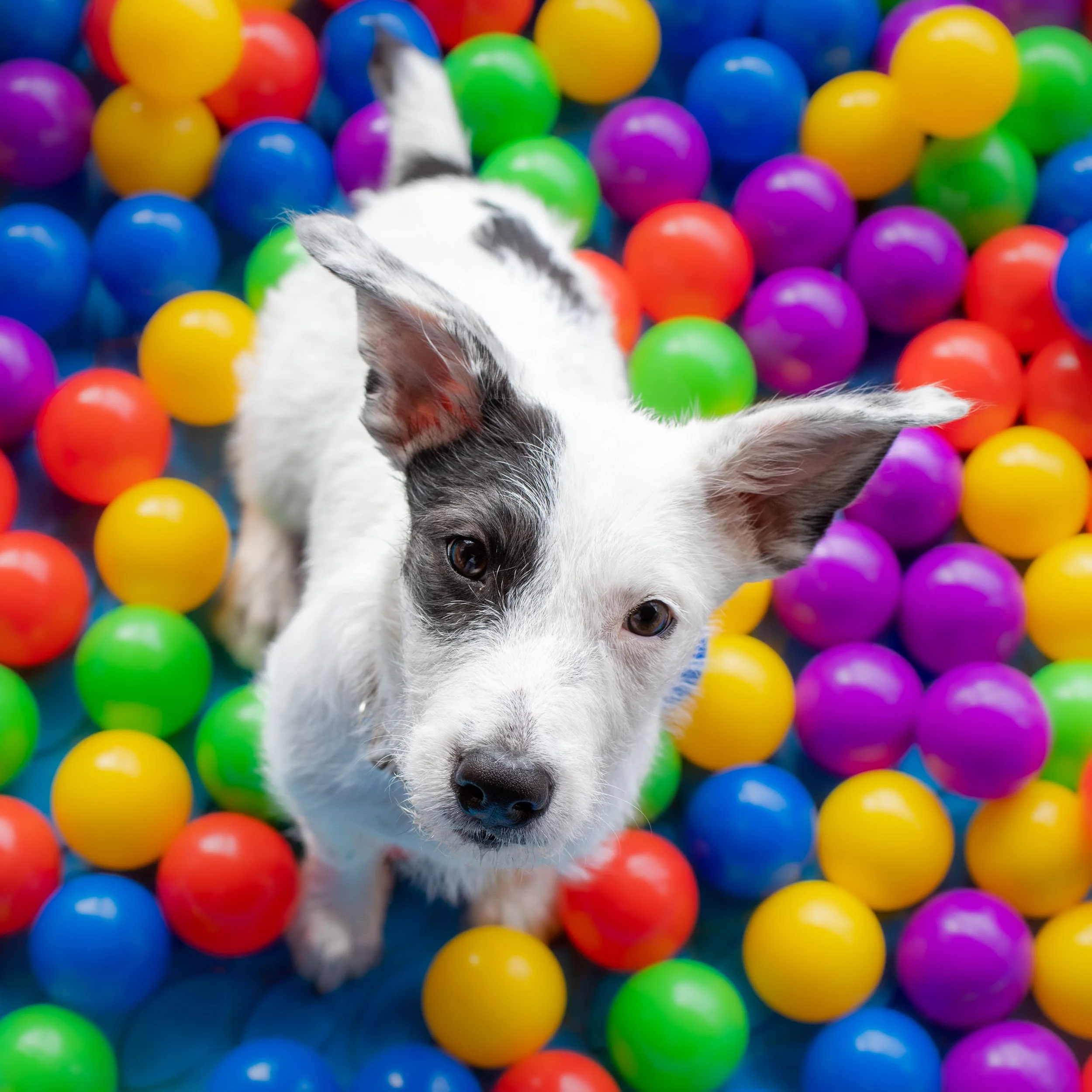 funny-rescue-puppy-sitting-in-colorful-ball-pit.jpg